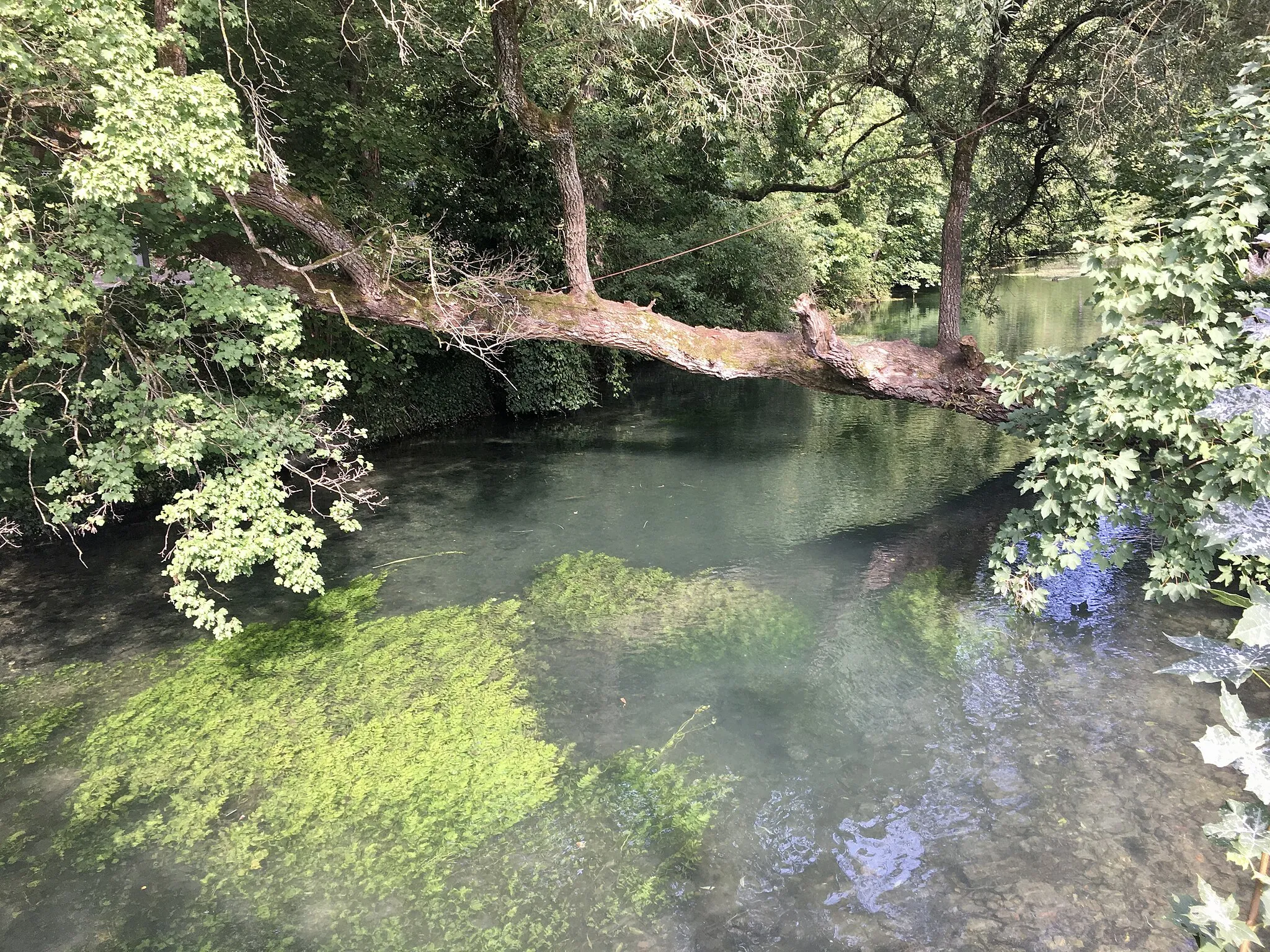 Photo showing: Blau River, Blaubeuren