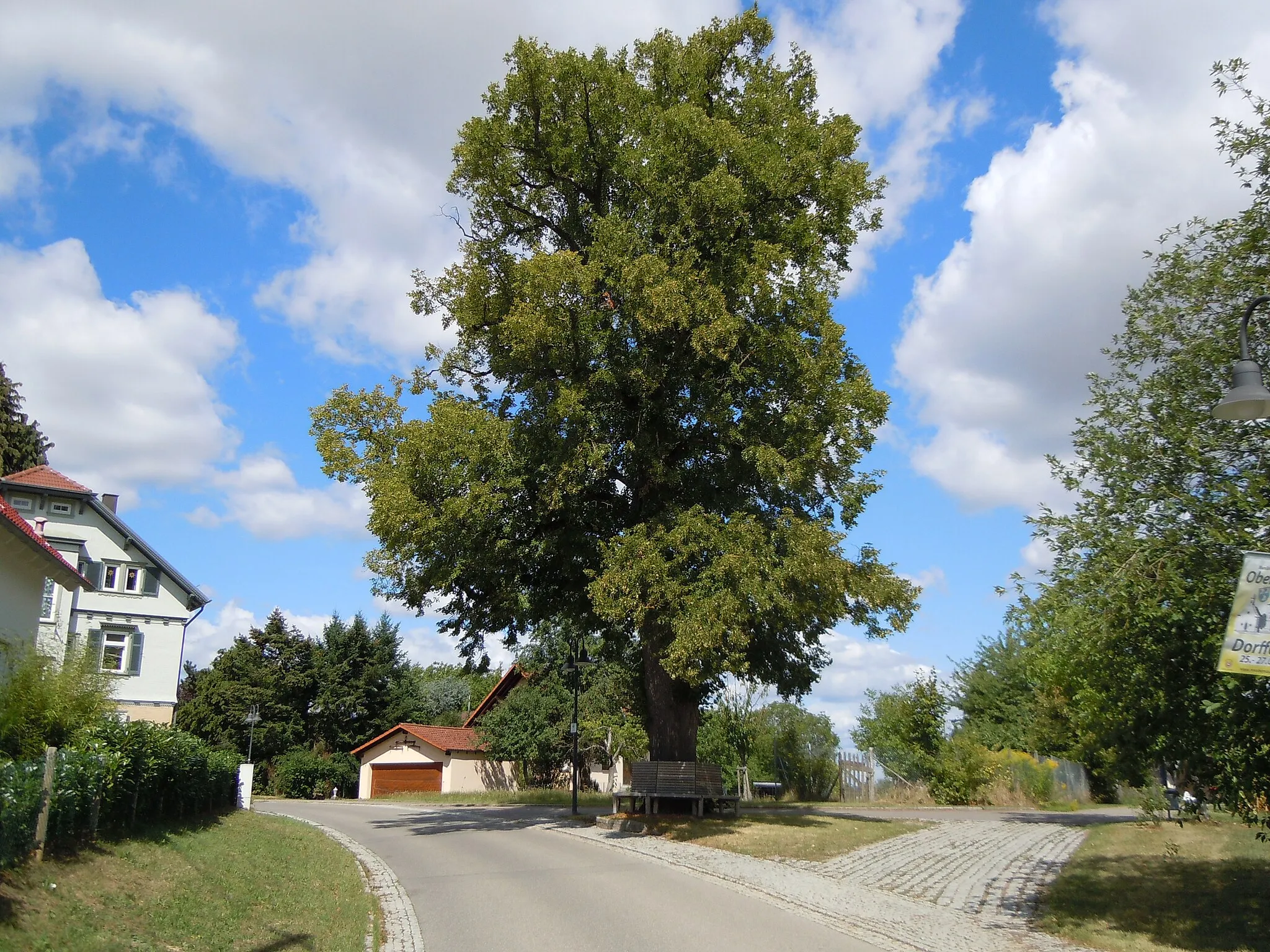 Photo showing: Naturdenkmal "Linde" (Schutzgebiets-Nr. 84160360300) an der Haigerlocher Straße in Eckenweiler (Rottenburg am Neckar).