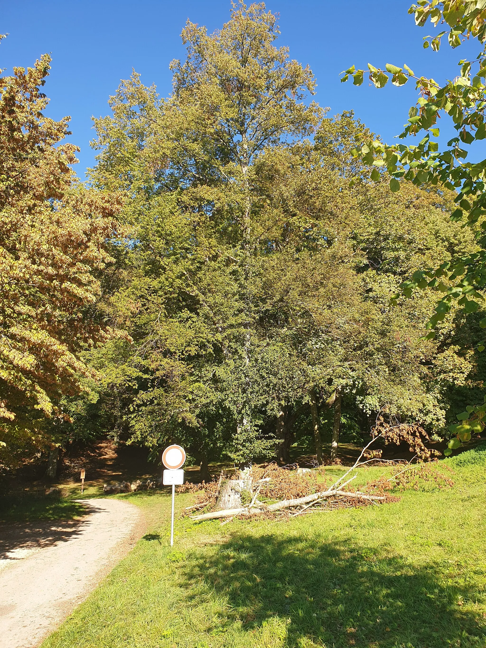 Photo showing: Naturdenkmal: Linde am Lindenplatz (ehemals Bürzlenwasen) in Eningen