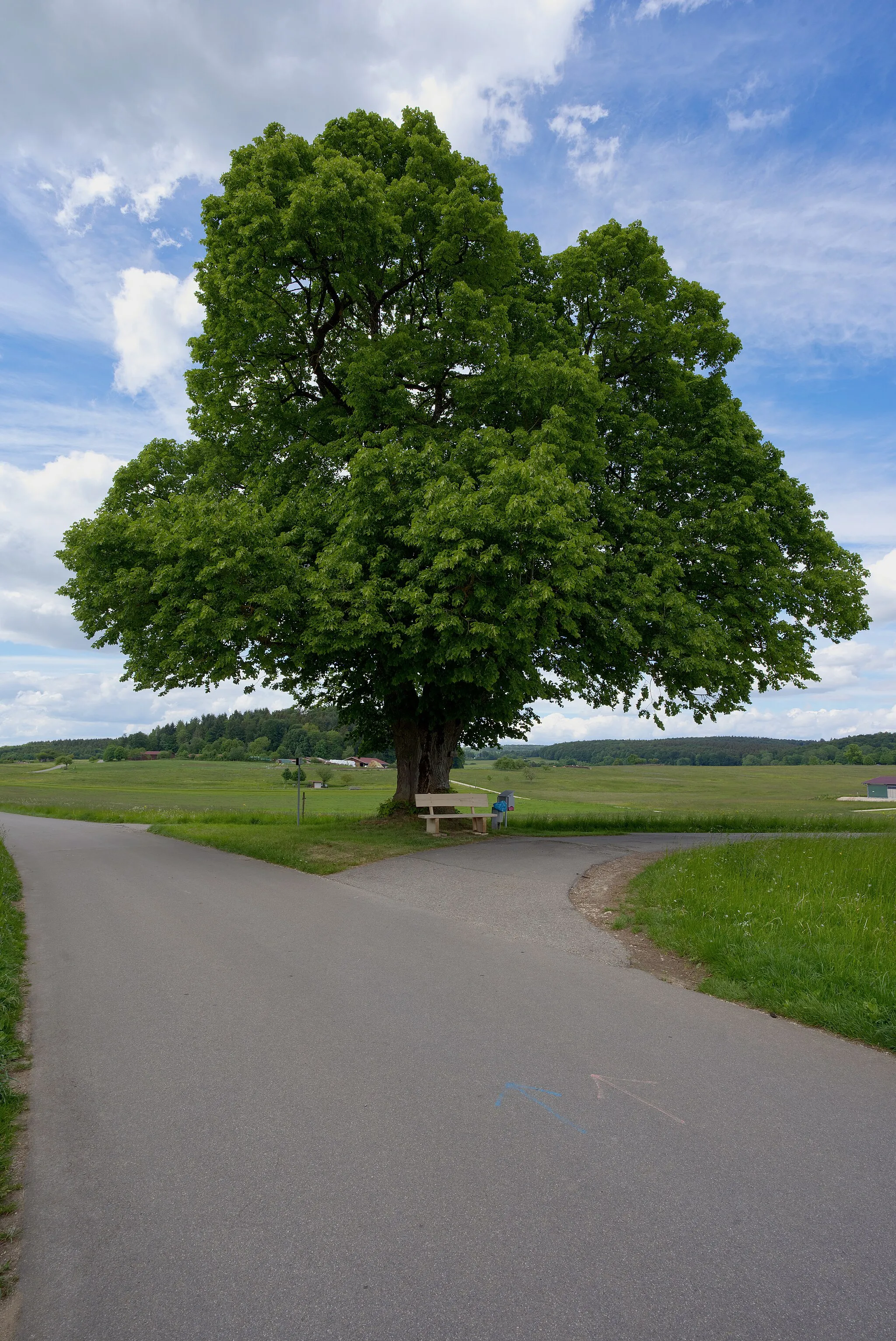 Photo showing: Linde Rollenbühl bei Würtingen, Gemeinde St. Johann, Landkreis Reutlingen, Baden-Württemberg. Einzelgebilde-Naturdenkmal mit der Schutzgebietsnummer 84150930069