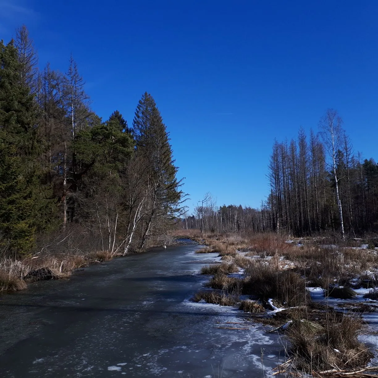 Photo showing: Pfrunger Ried bei Ostrach.
Eine Einzigartige Naturlandschaft.
Landschaftsschutzgebiet seit 1980/81
Das Pfrunger Burgweiler Ried ist etwa 2600 ha
groß. Vermoorte Talaue zwischen Ostrach und Burgweiler

im Nordwesten sowie Wilhelmsdorf und Fleischwangen im Südosten.