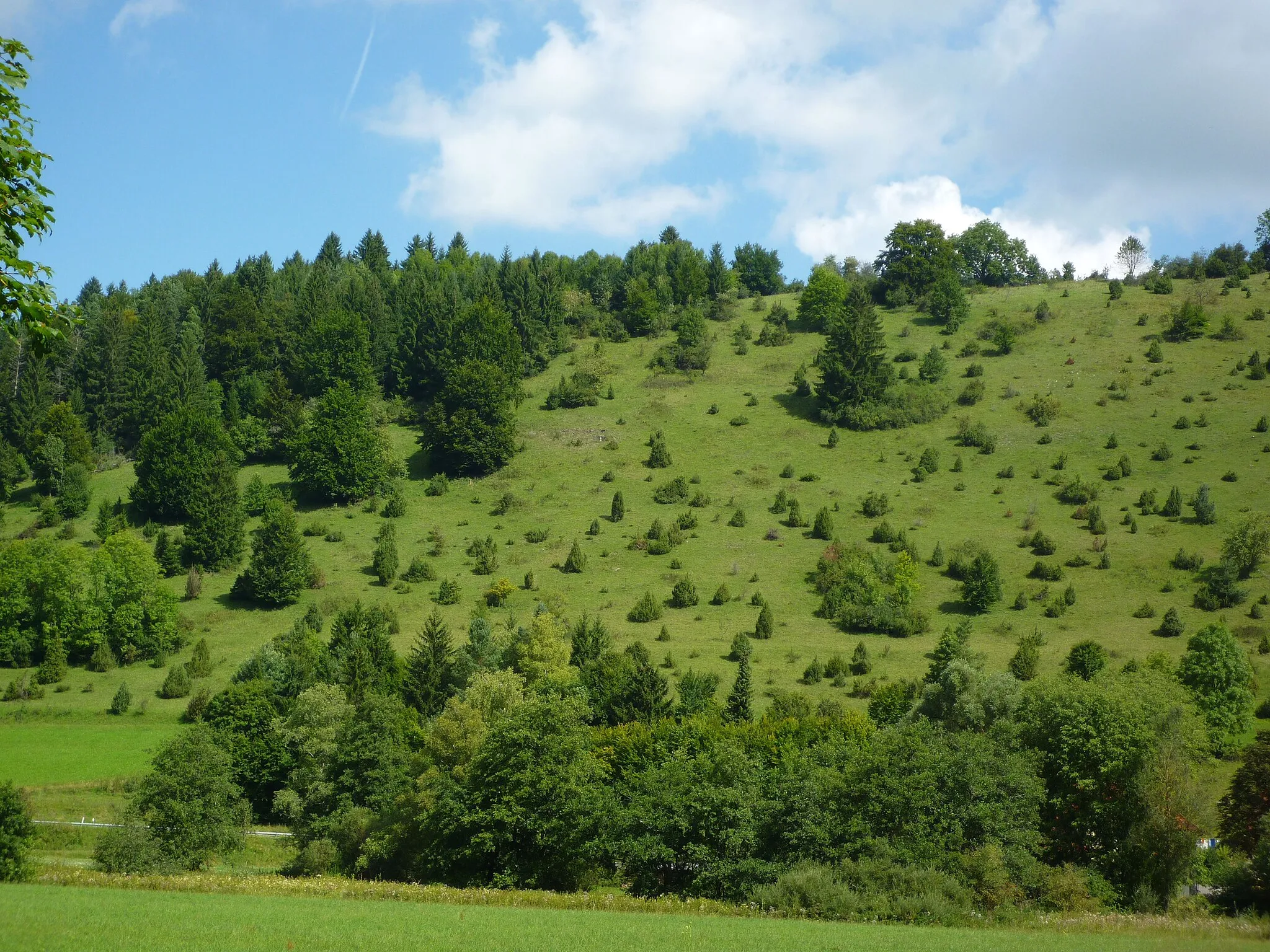 Photo showing: Naturschutzgebiet Wacholderheide bei Buttenhausen