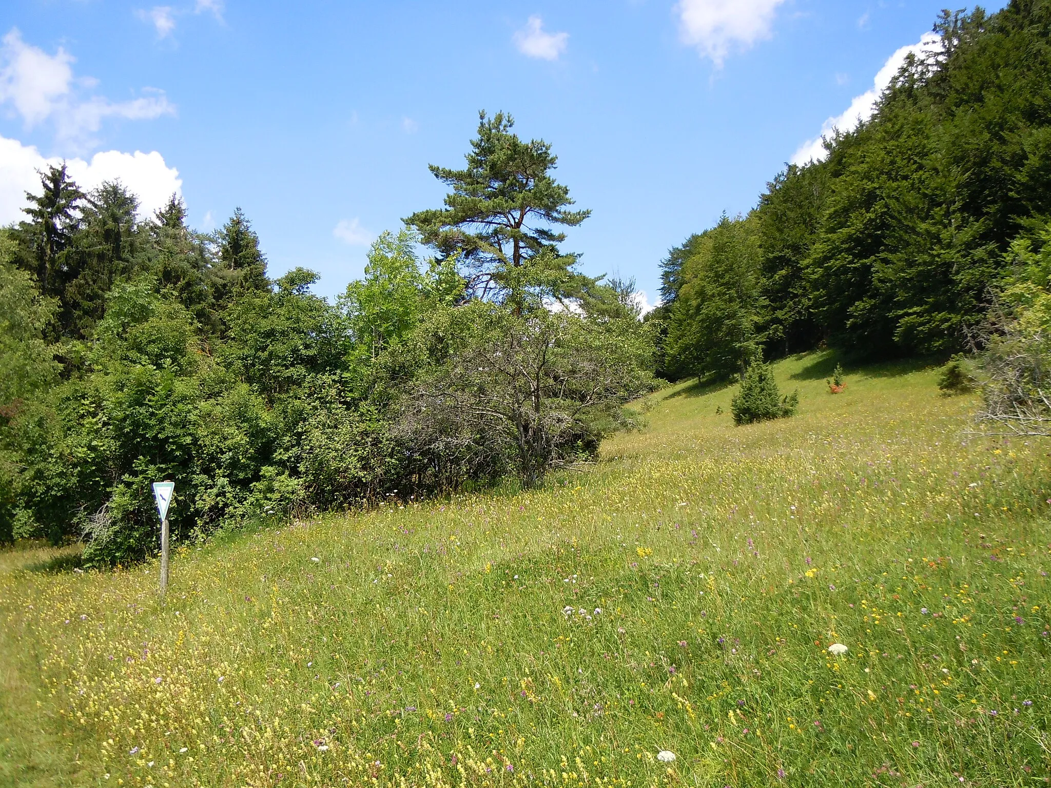 Photo showing: Naturschutzgebiet Braunhartsberg (Schutzgebiets-Nr. 4.127)