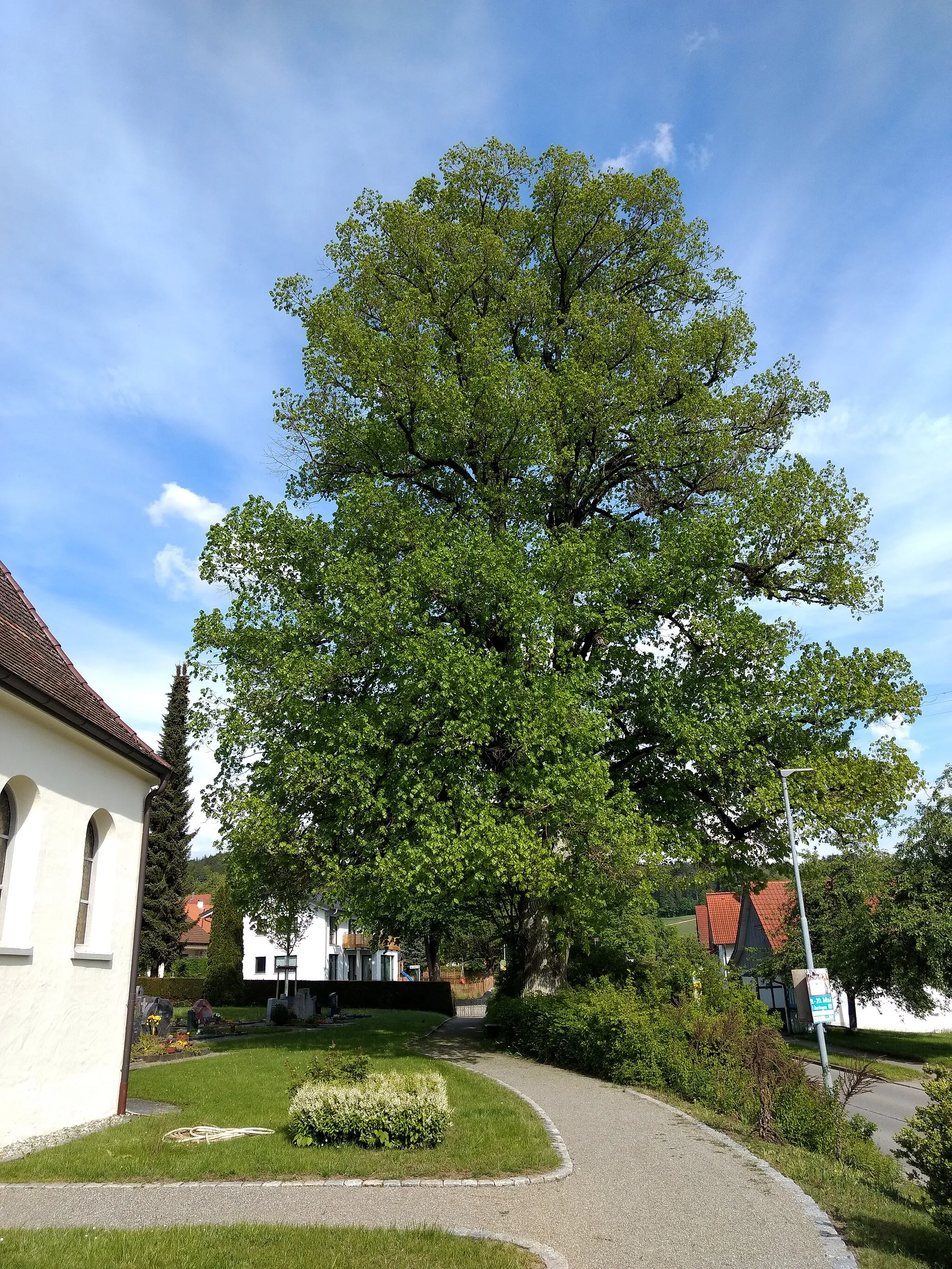 Photo showing: Natural monument in village churchyard (large-leafed linden)