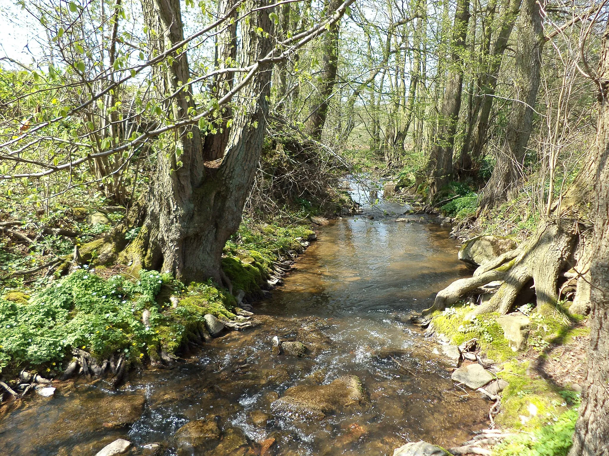 Photo showing: Der Ahlersbach bei Schlüchtern-Niederzell