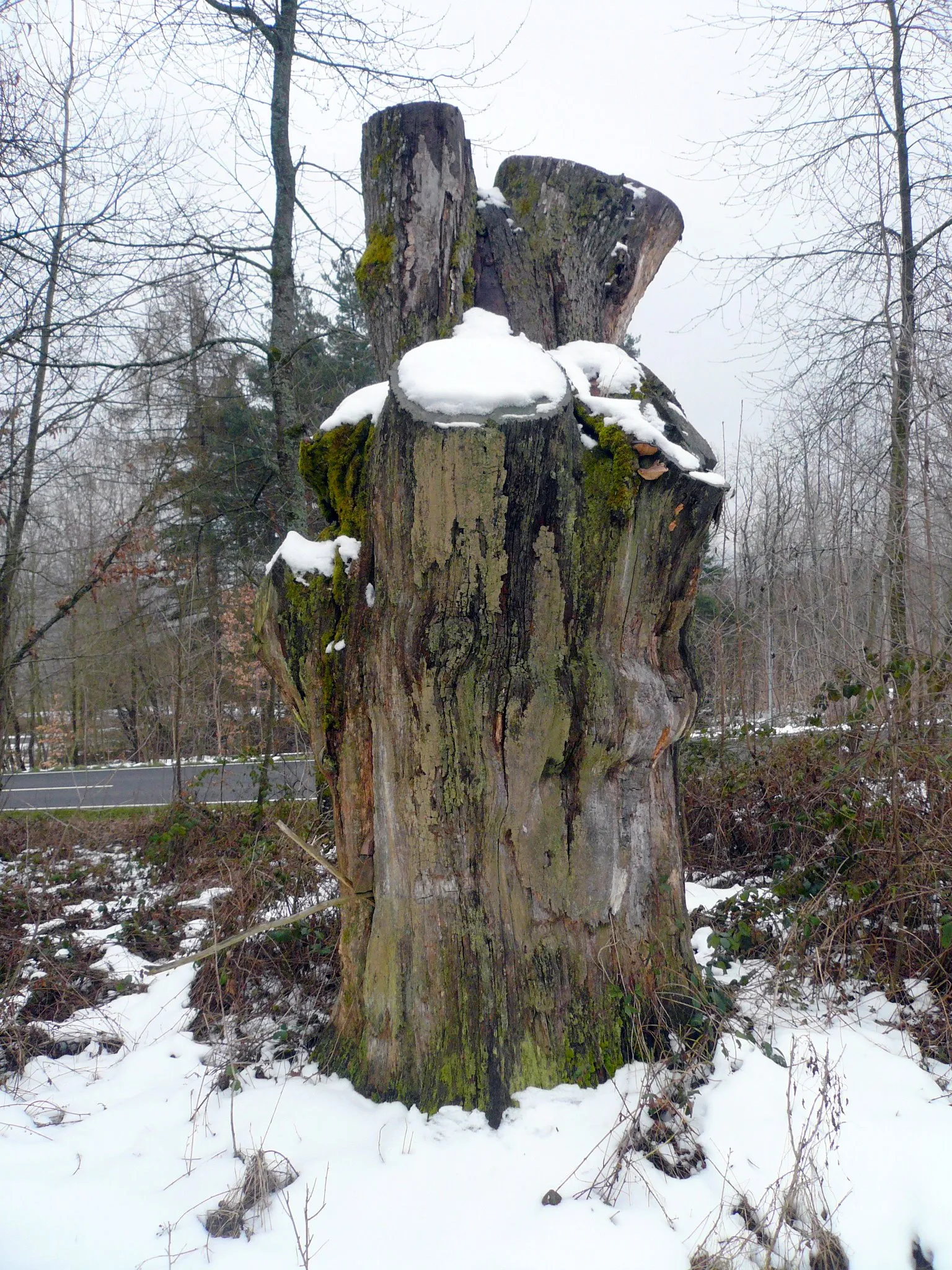 Photo showing: Baumgruppe bei Stangenroth