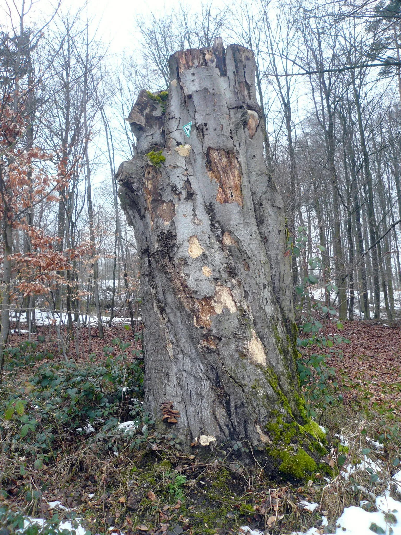 Photo showing: Baumgruppe bei Stangenroth