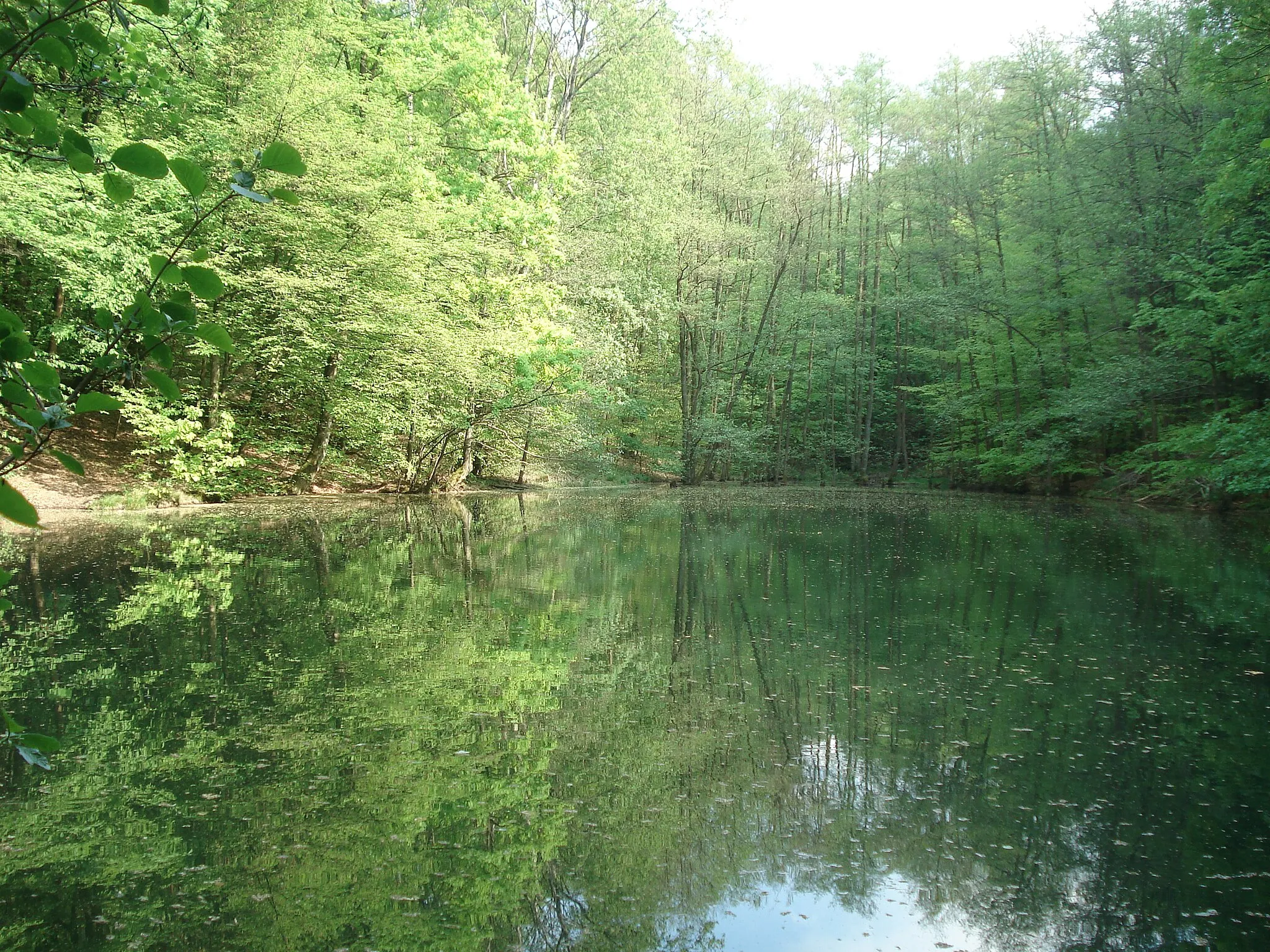 Photo showing: Das Naturdenkmal Waldmichelbacher See