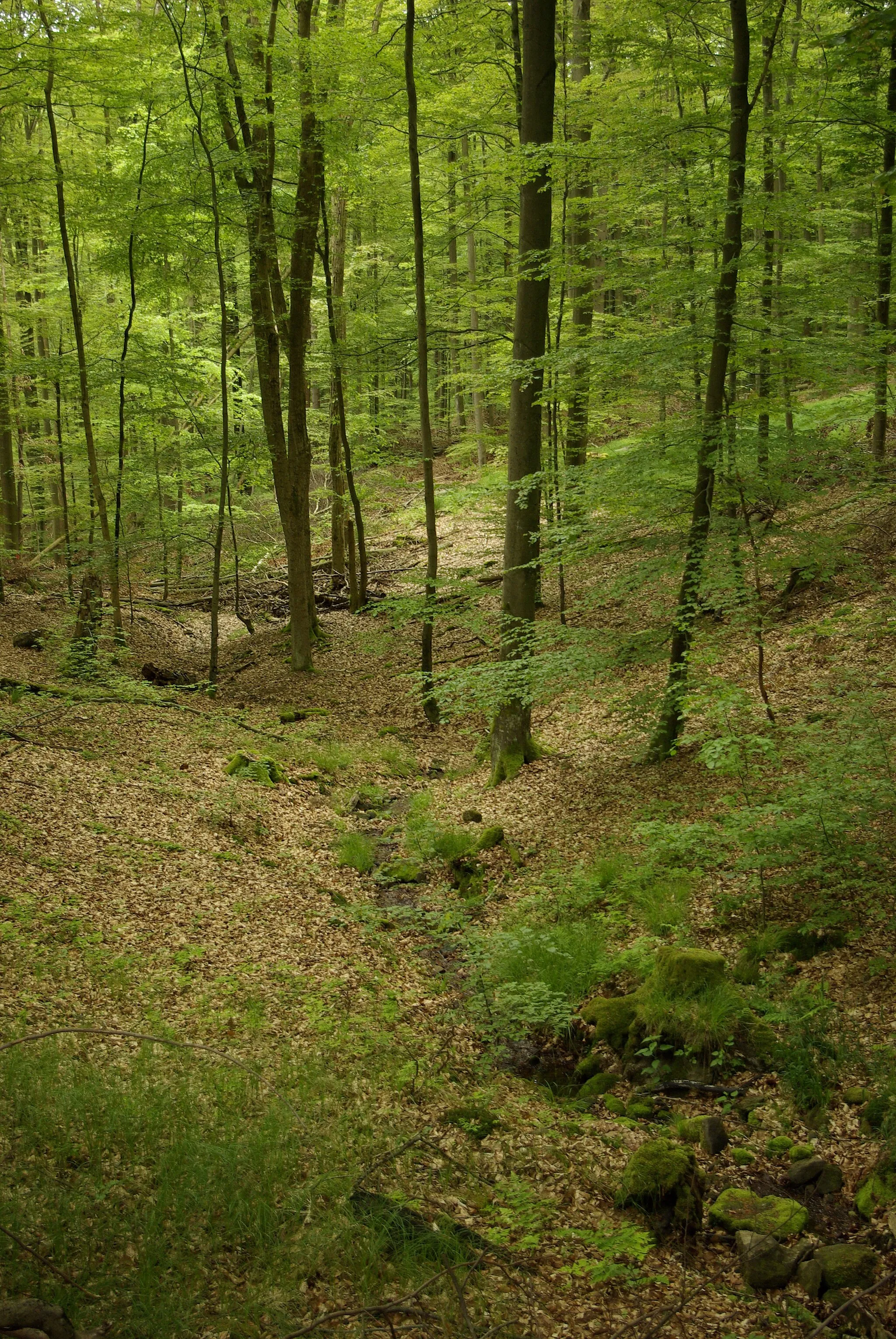 Photo showing: Naturwaldreservat Brunnstube im Ebracher Forst im Steigerwald