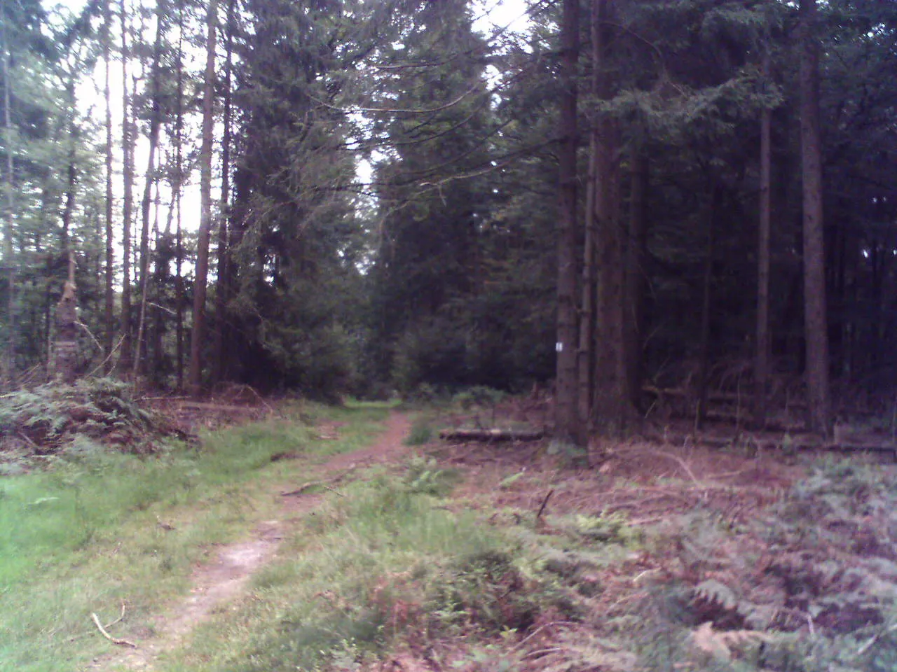 Photo showing: Gipfel der Steigkoppe im Spessart mit ein paar Metern Eselsweg