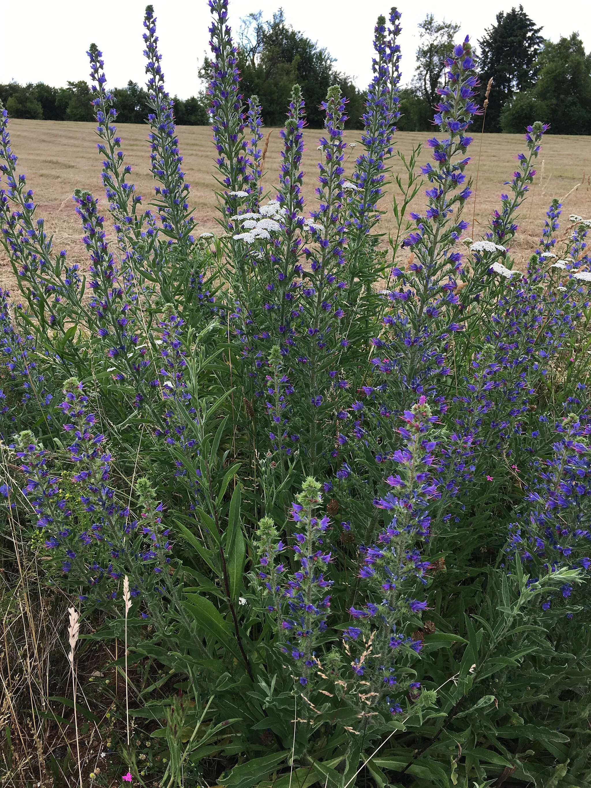 Photo showing: Gewöhnlicher Natternkopf (Echium vulgare) bei Langenselbold, Hessen