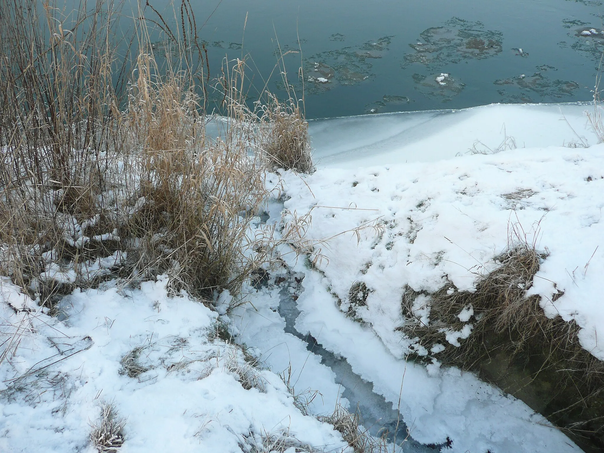 Photo showing: Unweit von Bad Vilbel-Gronau mündet der winterliche Edelbach in die Nidda.