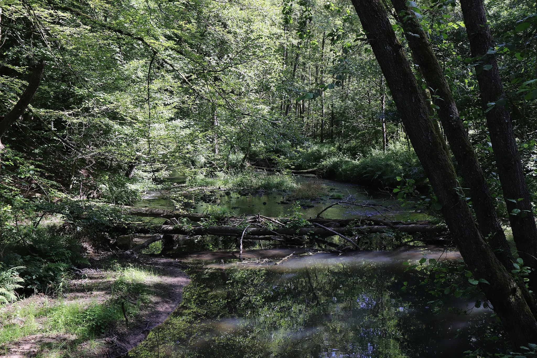 Photo showing: Rothenbuch, "Auenwald bei Erlenfurt", nature reserve 00562.01, WDPA 318128