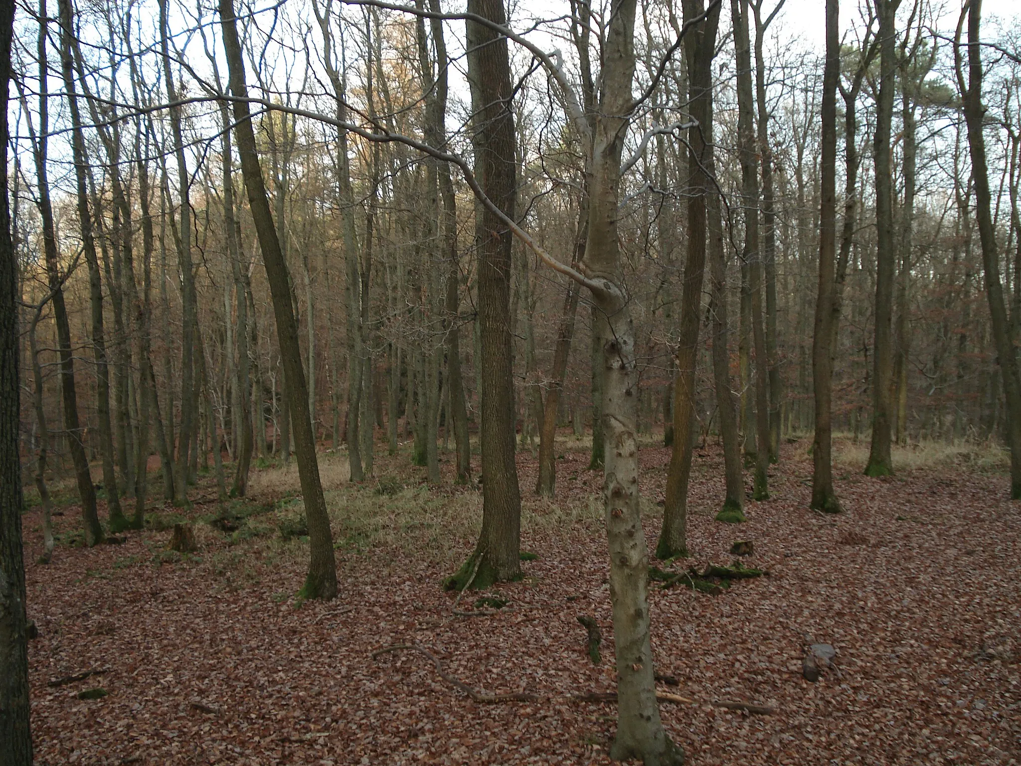 Photo showing: Der Gipfelgrat vom Schanzenkopf zum Heidkopf bei Alzenau