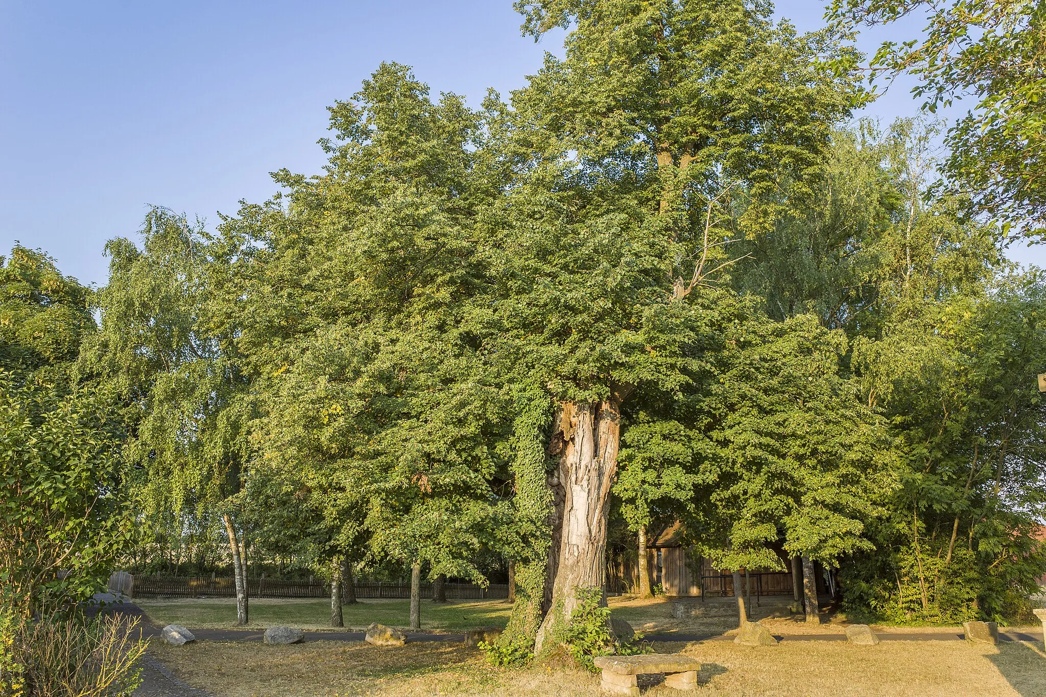 Photo showing: Baum nördlich vom Weihersbrunnen in Dürrfeld