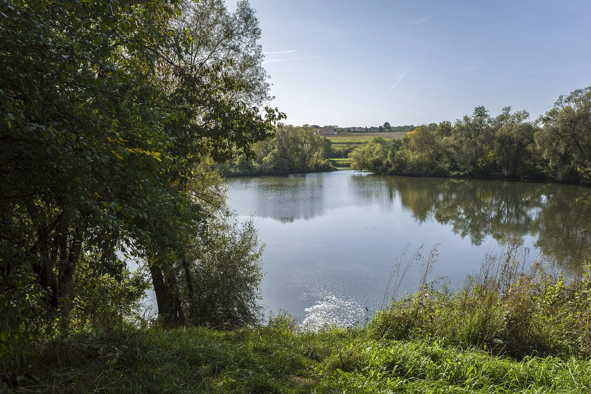 Photo showing: Flussufersee zwischen Kläranlage und Main bei Gädheim