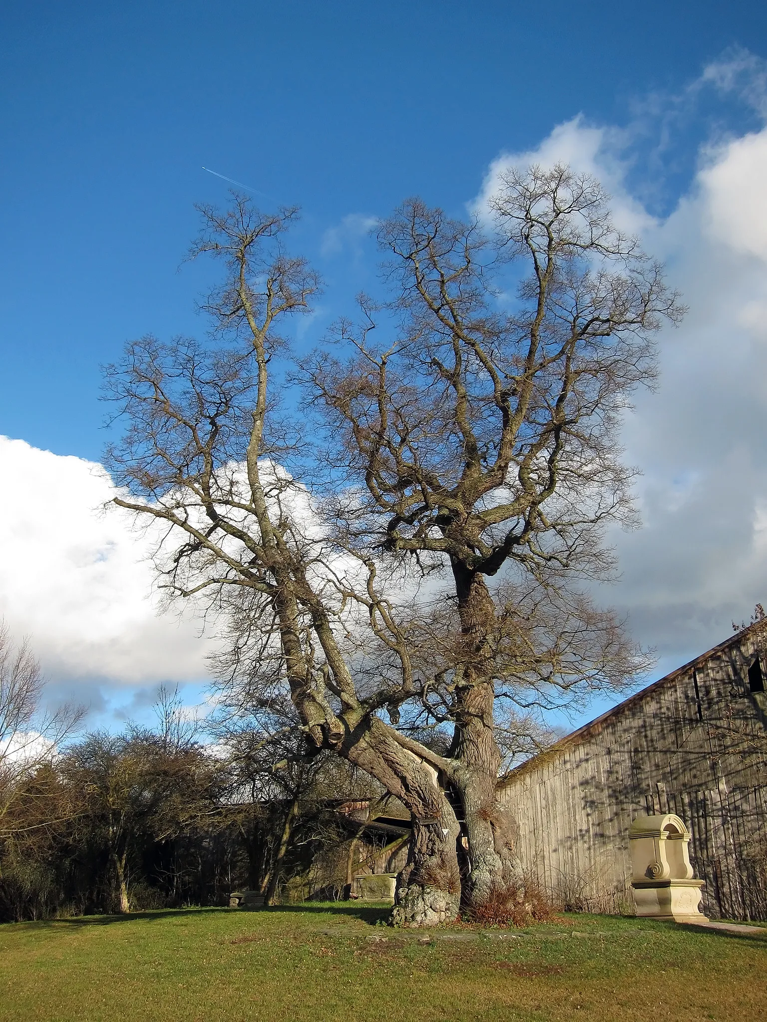 Photo showing: Linde bei Herbstadt