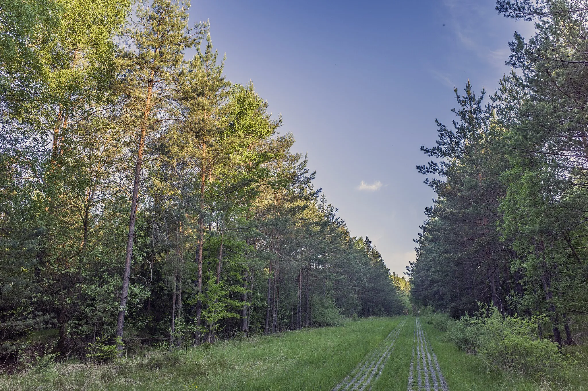 Photo showing: Auf dem Kolonnenweg im Hellinger Haag südöstlich von Schweickershausen, im Nationalen Naturmonument "Grünes Band Thüringen"