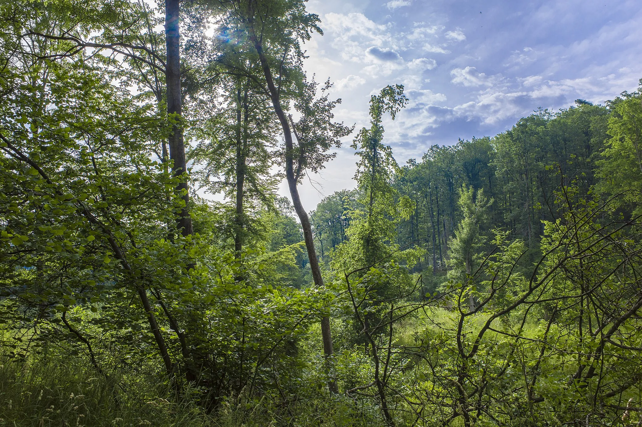 Photo showing: This is a picture of the protected area listed at WDPA under the ID