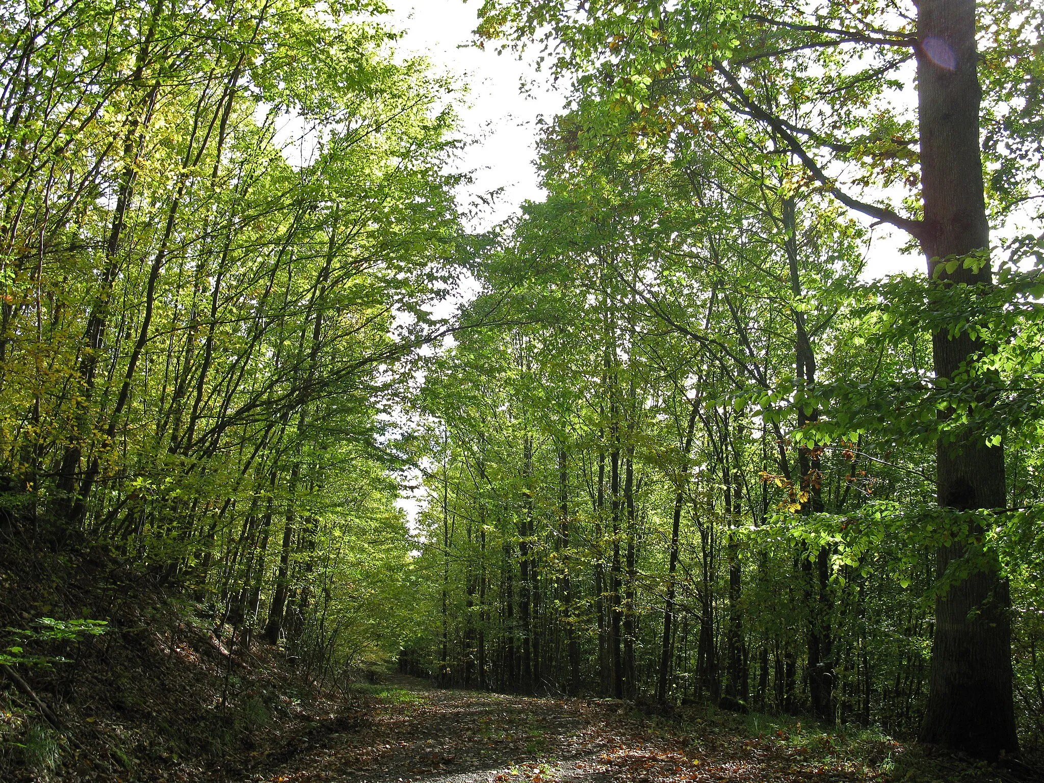 Photo showing: FFH-Gebiet "Buchenwälder und Wiesentäler des Nordsteigerwalds"