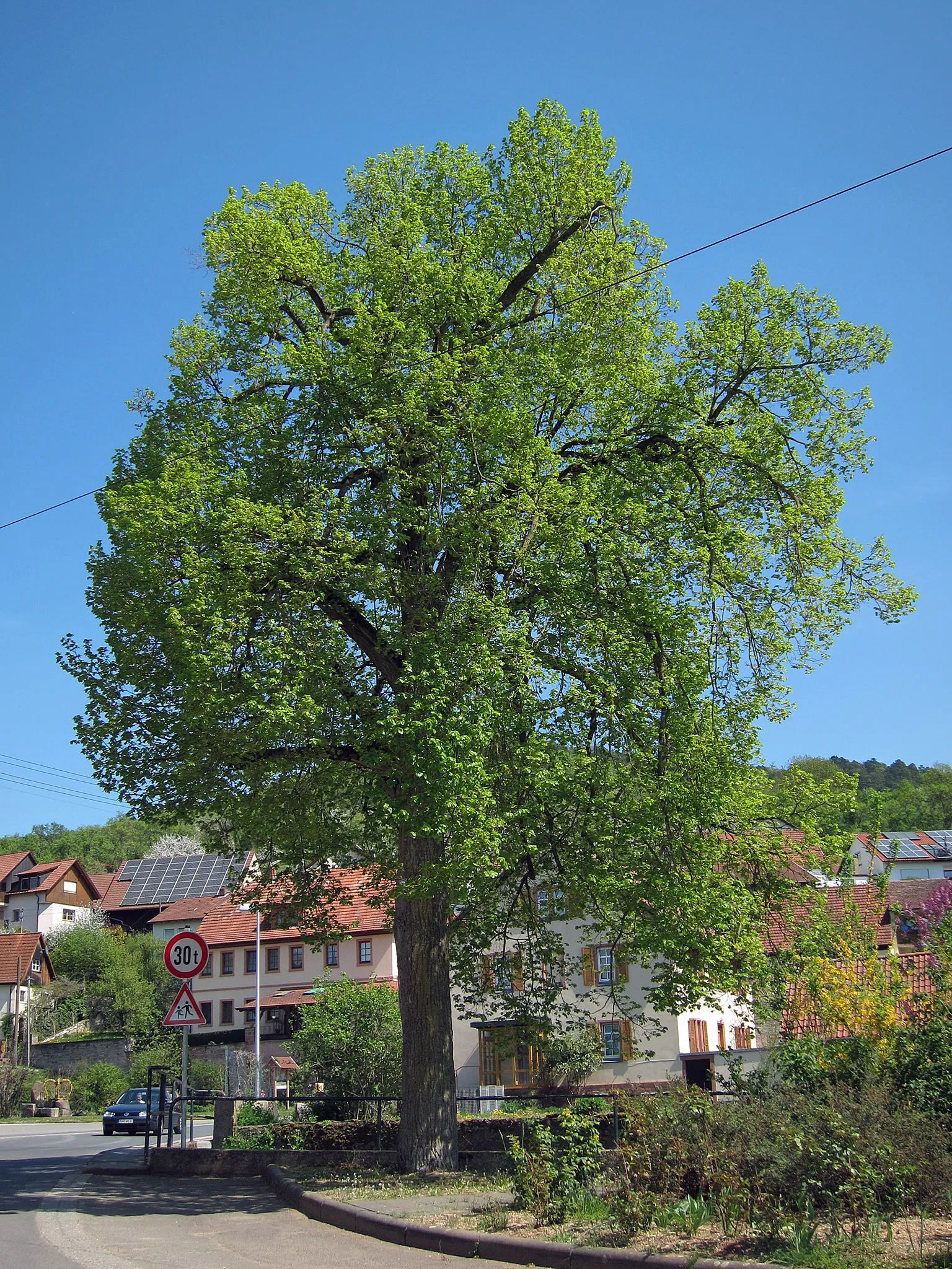 Photo showing: Dorflinde in Windheim
