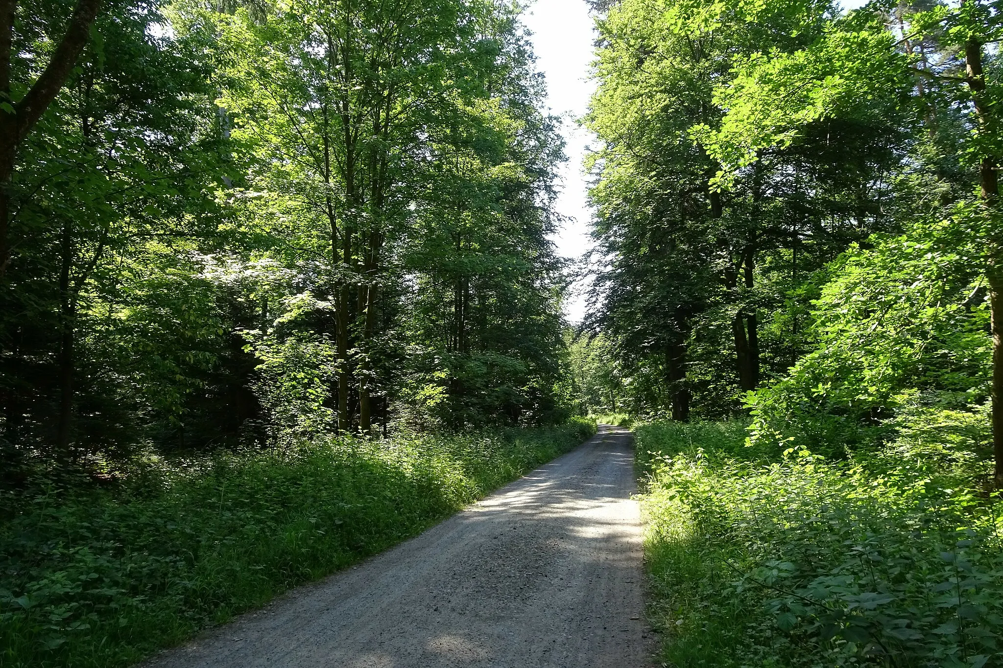 Photo showing: Special area of conservation "Wald bei Wald-Amorbach". The historical road Frankfurter Weg/Höchster Weg south of Dorndiel near the crossing with Weinweg (Groß-Umstadt, Landkreis Darmstadt-Dieburg, Hesse, Germany)