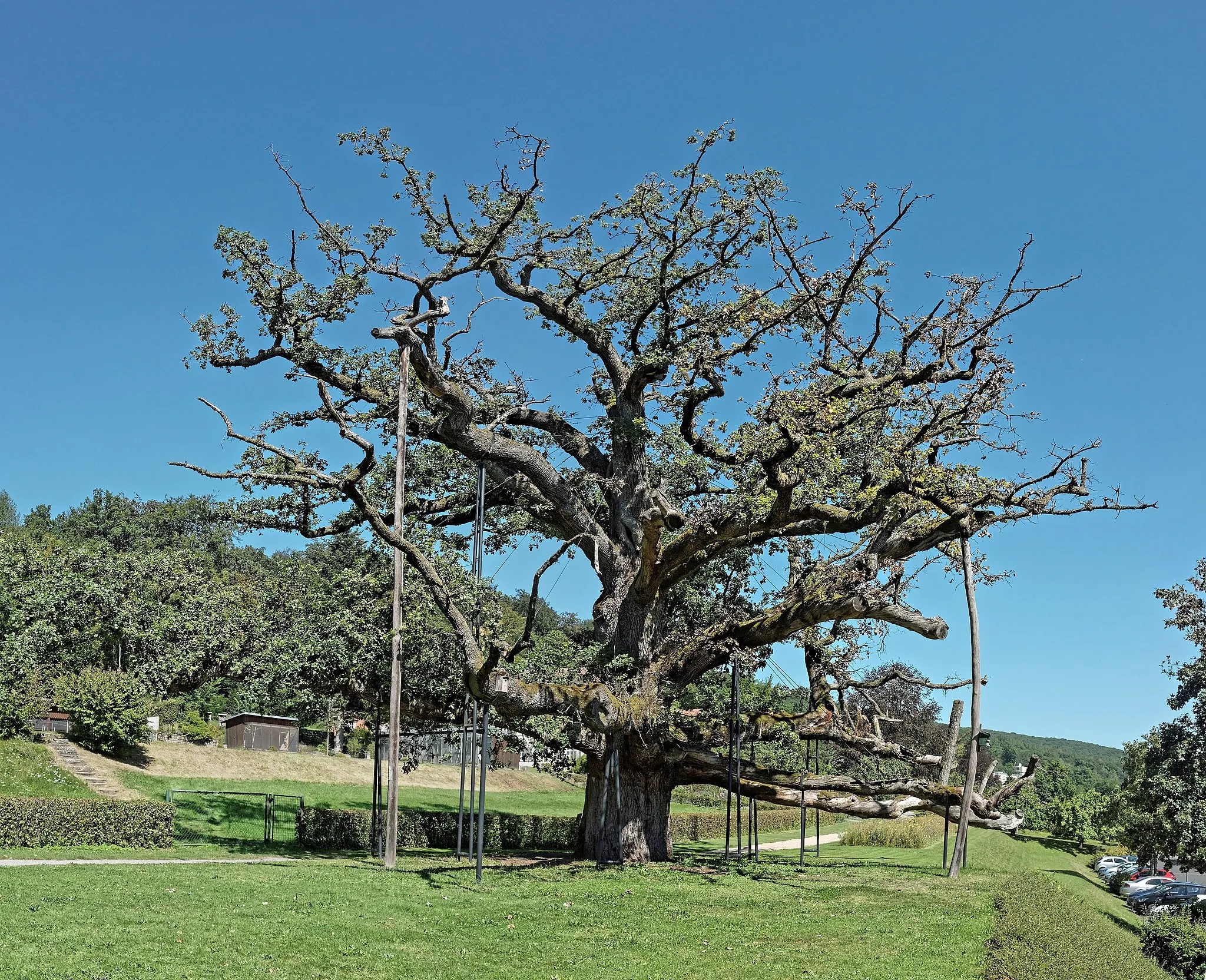 Photo showing: The König-Ludwig-Eiche (also King's Oak , Thousand Year Oak , until the middle of the 19th century Proud Oak) is a natural monument in the Staatsbad Brückenau in the Bad Kissingen district in Bavaria. According to various estimates, it is 360 to 700 years old. The circumference of the trunk is about seven meters. It takes its name from King Ludwig I., Whose favorite oak it was during his numerous spa stays at the Staatsbad Brückenau. The oak has been described and illustrated many times since 1780.