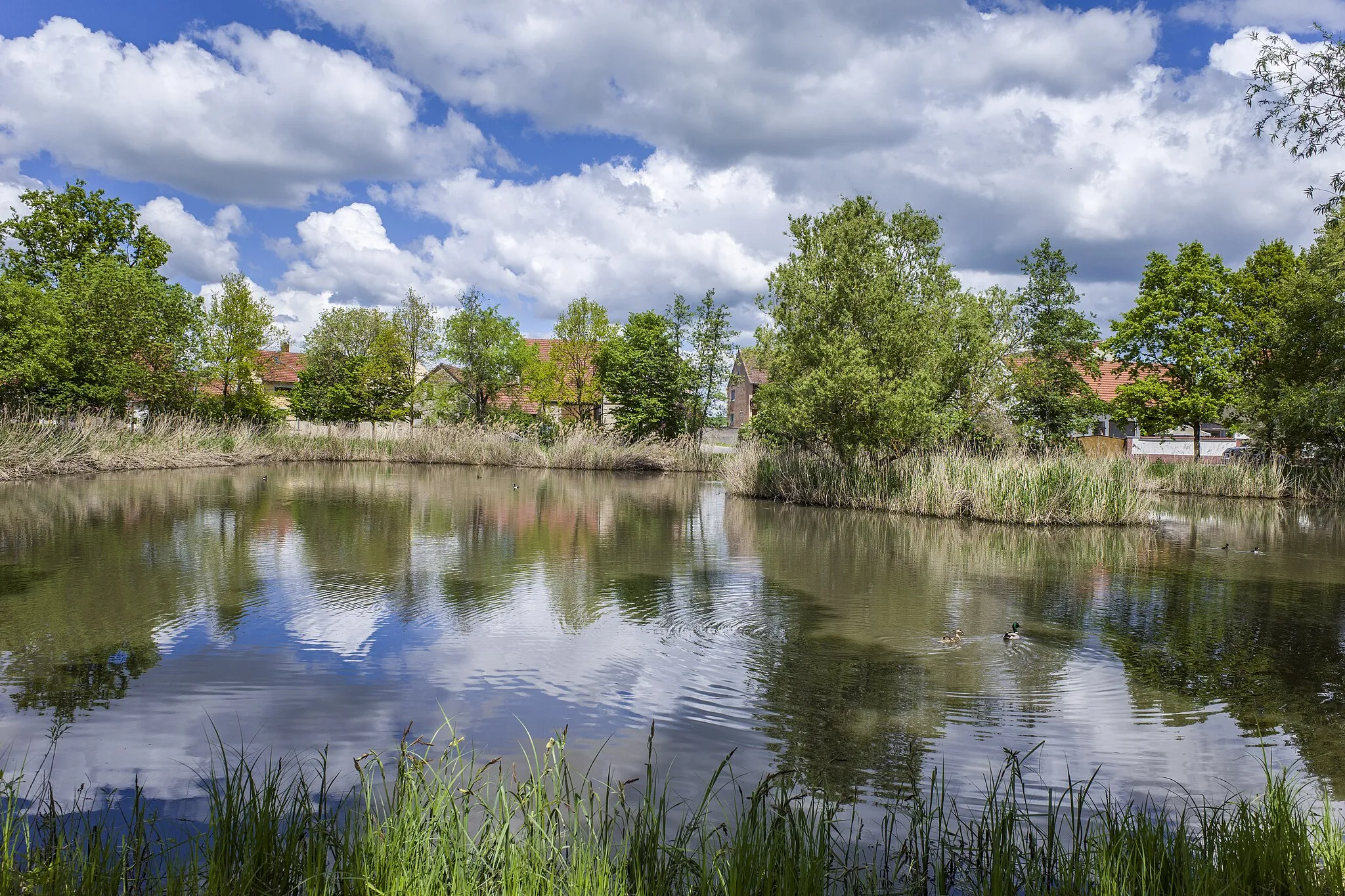 Photo showing: Teich in Hundelshausen