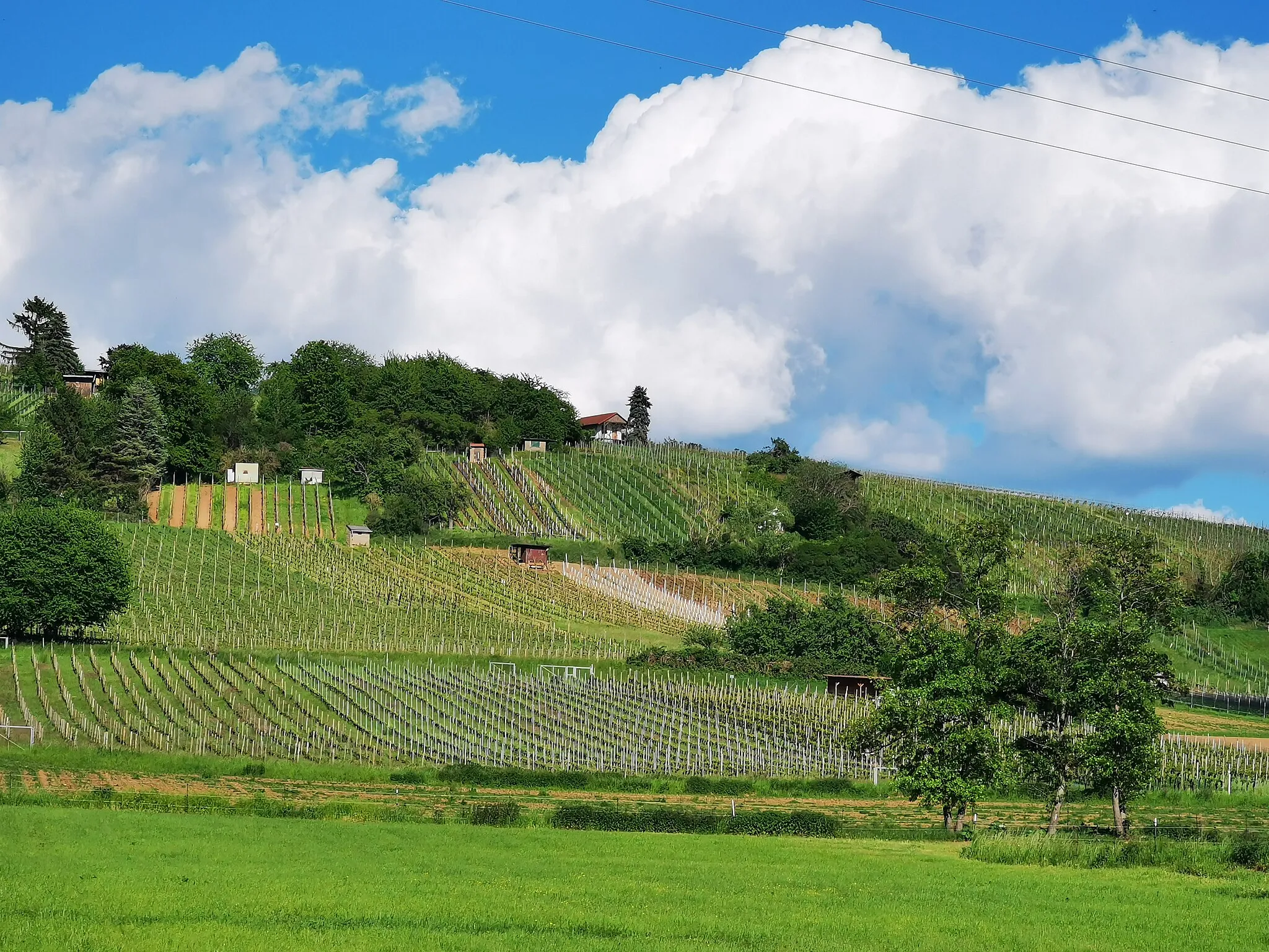 Photo showing: Die Weinlage Reuschberg bei Hörstein