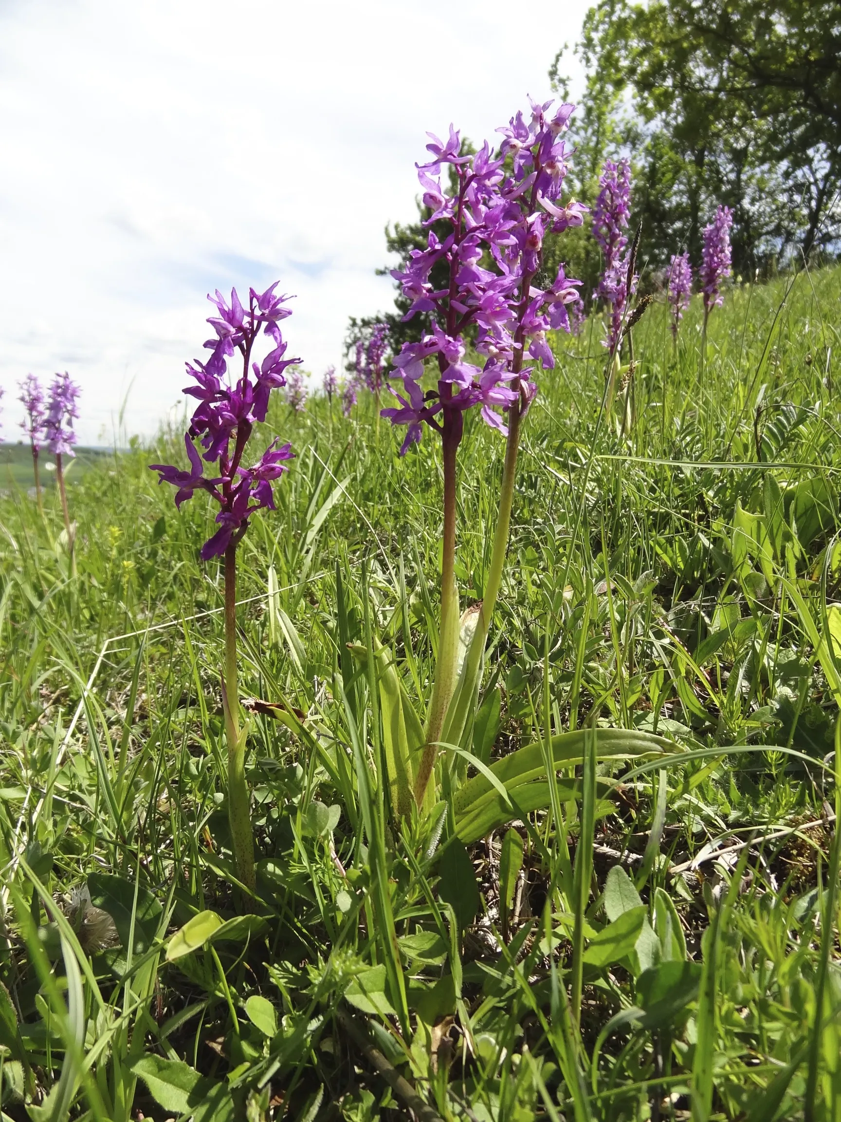 Photo showing: Knabenkräuter (Orchis mascula L.) im Naturschutzgebiet „Dünsberg“ (NSG-00537.01) in Oberelsbach, Bayerische Rhön