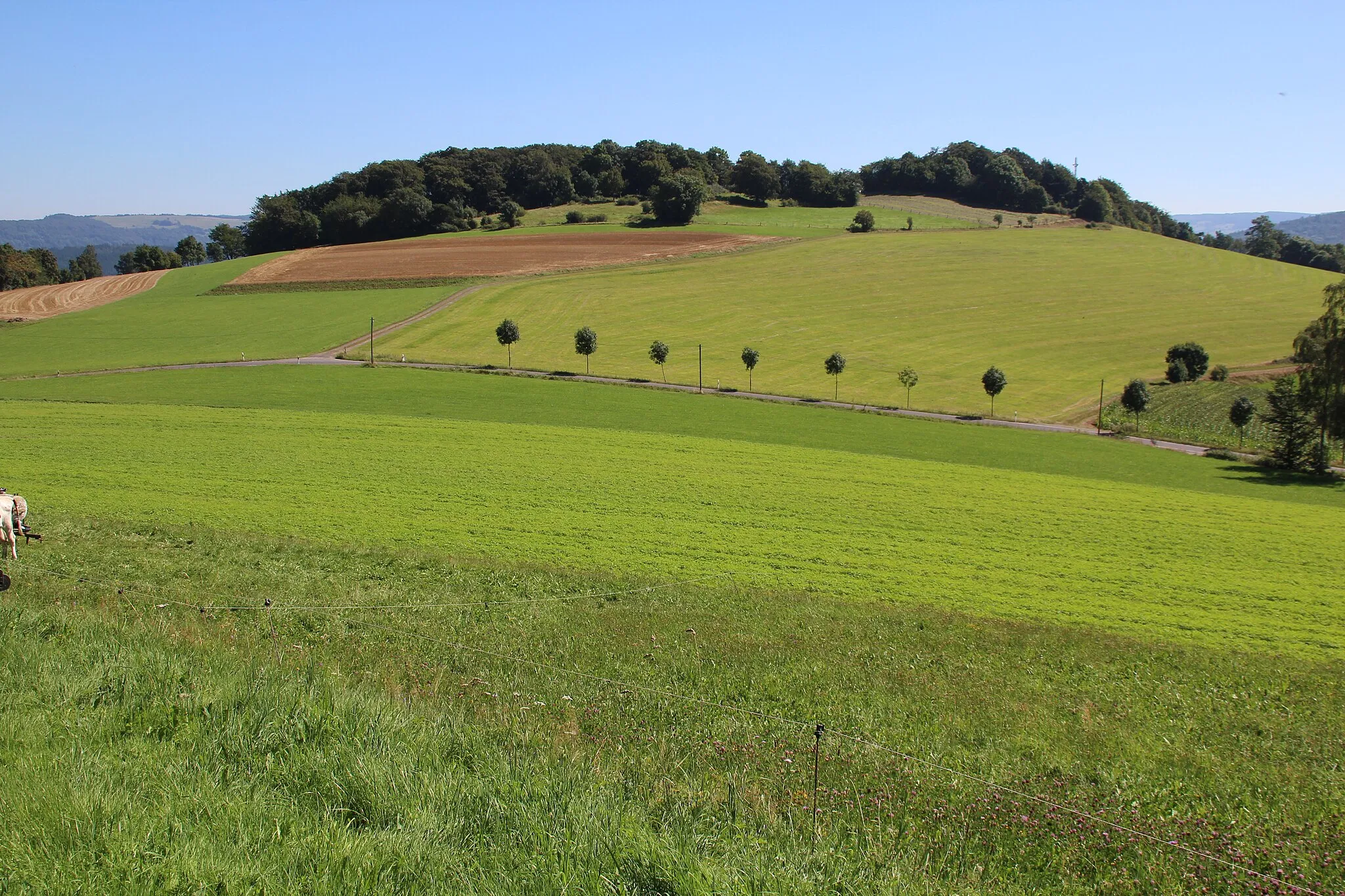 Photo showing: Blick vom Gebiet etwa südlich des Ortes Harbach ostsüdostwärts zum Harbachstein, Milseburger Kuppenrhön, Hessen