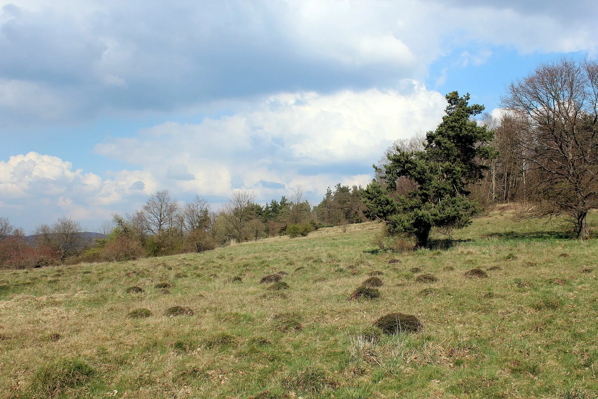 Photo showing: Wacholderheide unterhalb der Bellinger Warte