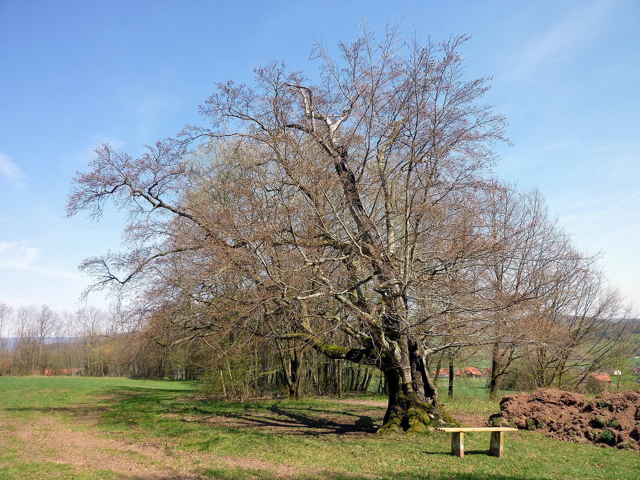 Photo showing: Urbuche Mitgenfeld