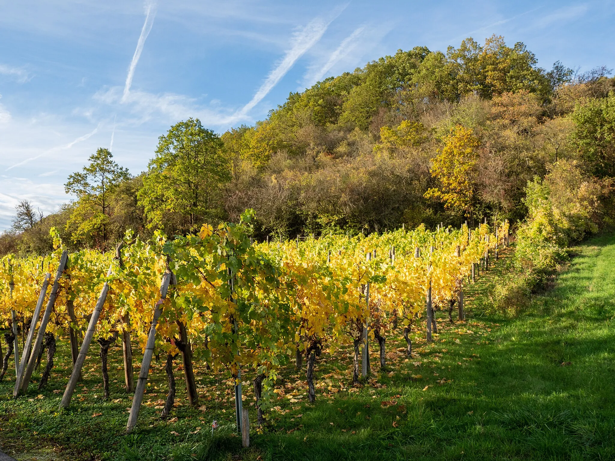 Photo showing: Vineyard near Ebelsbach in Lower Franconia