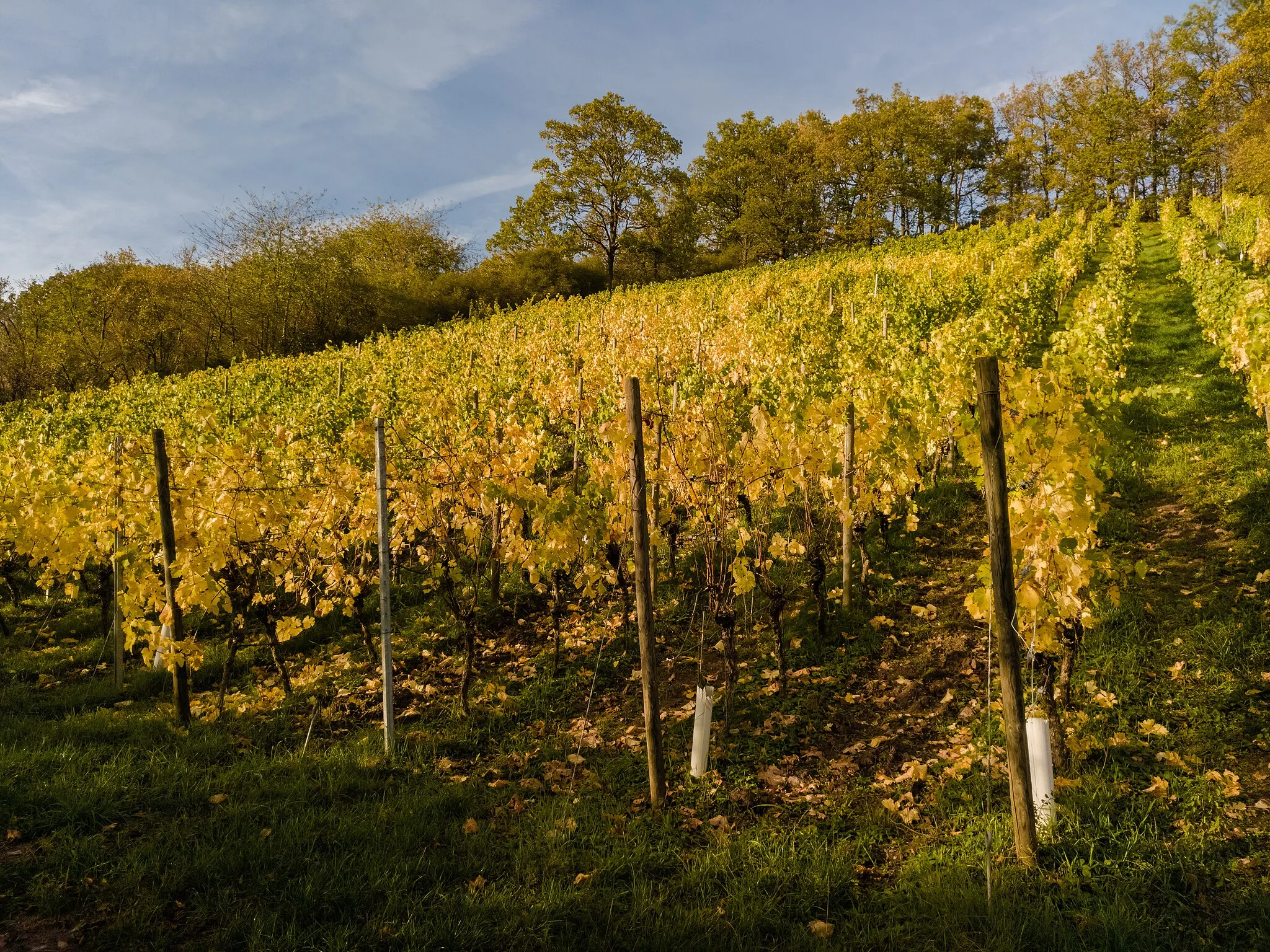 Photo showing: Vineyard near Ebelsbach-Eltmann in Lower Franconia in the district of Haßberge