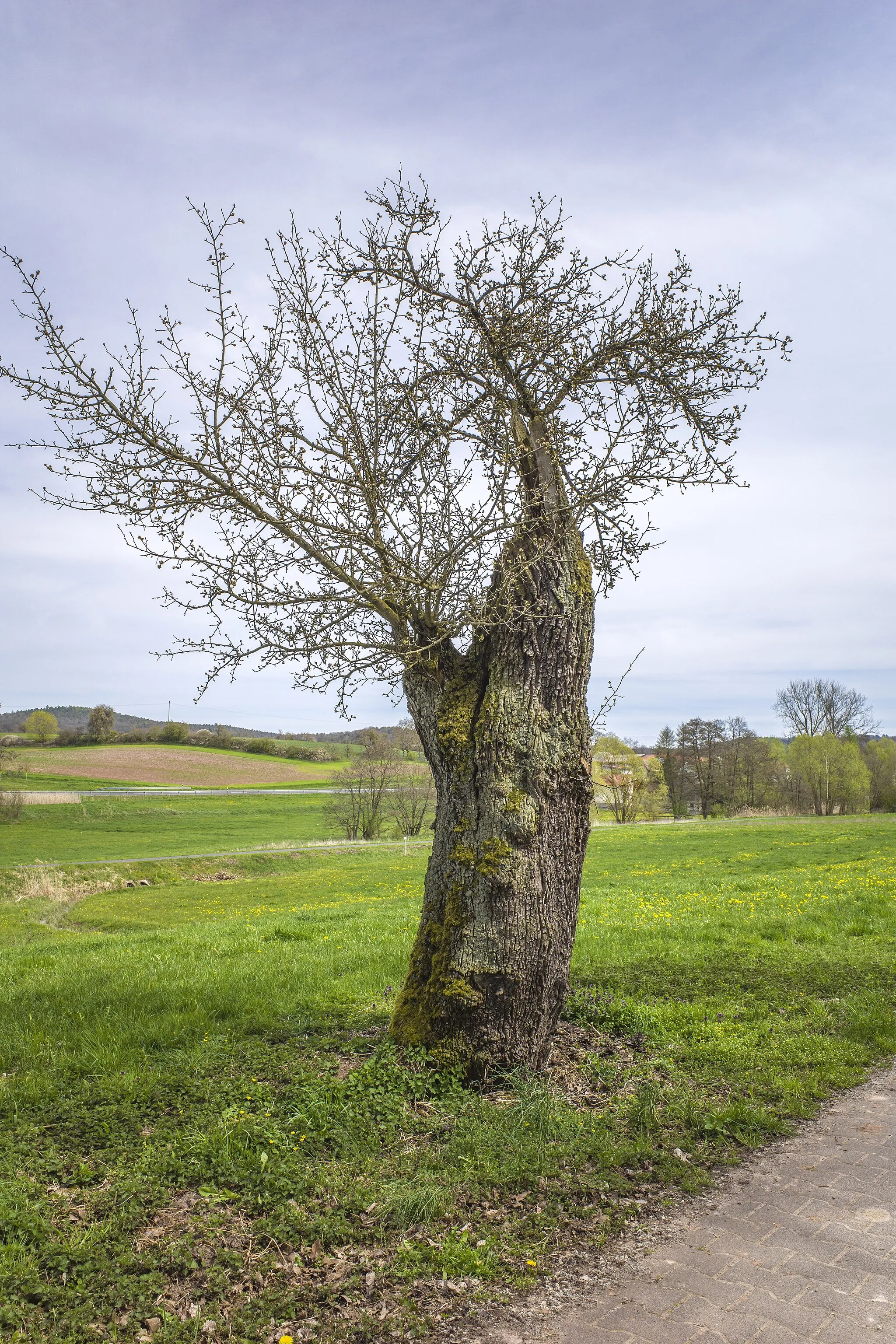 Photo showing: Baumstumpf mit Trieben westlich von Todtenweisach