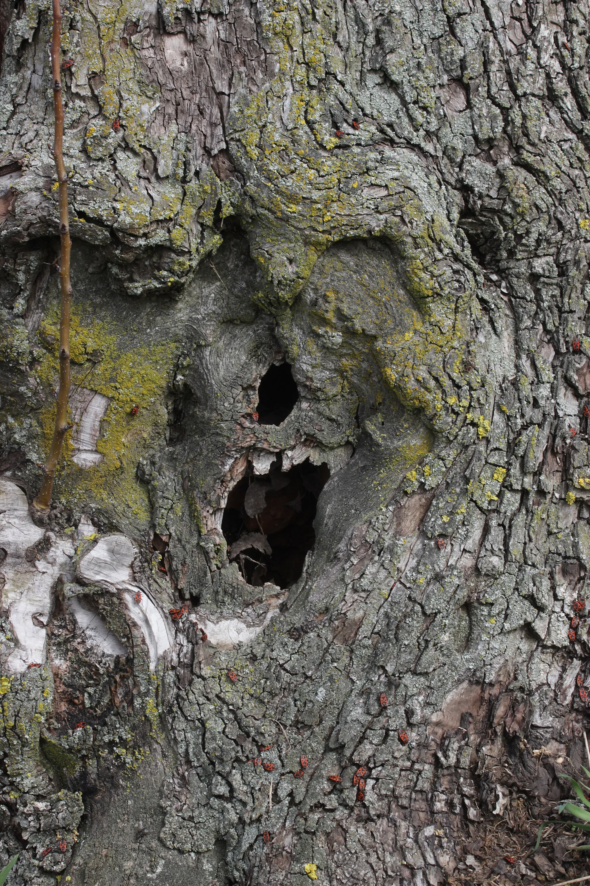 Photo showing: Angry Tree