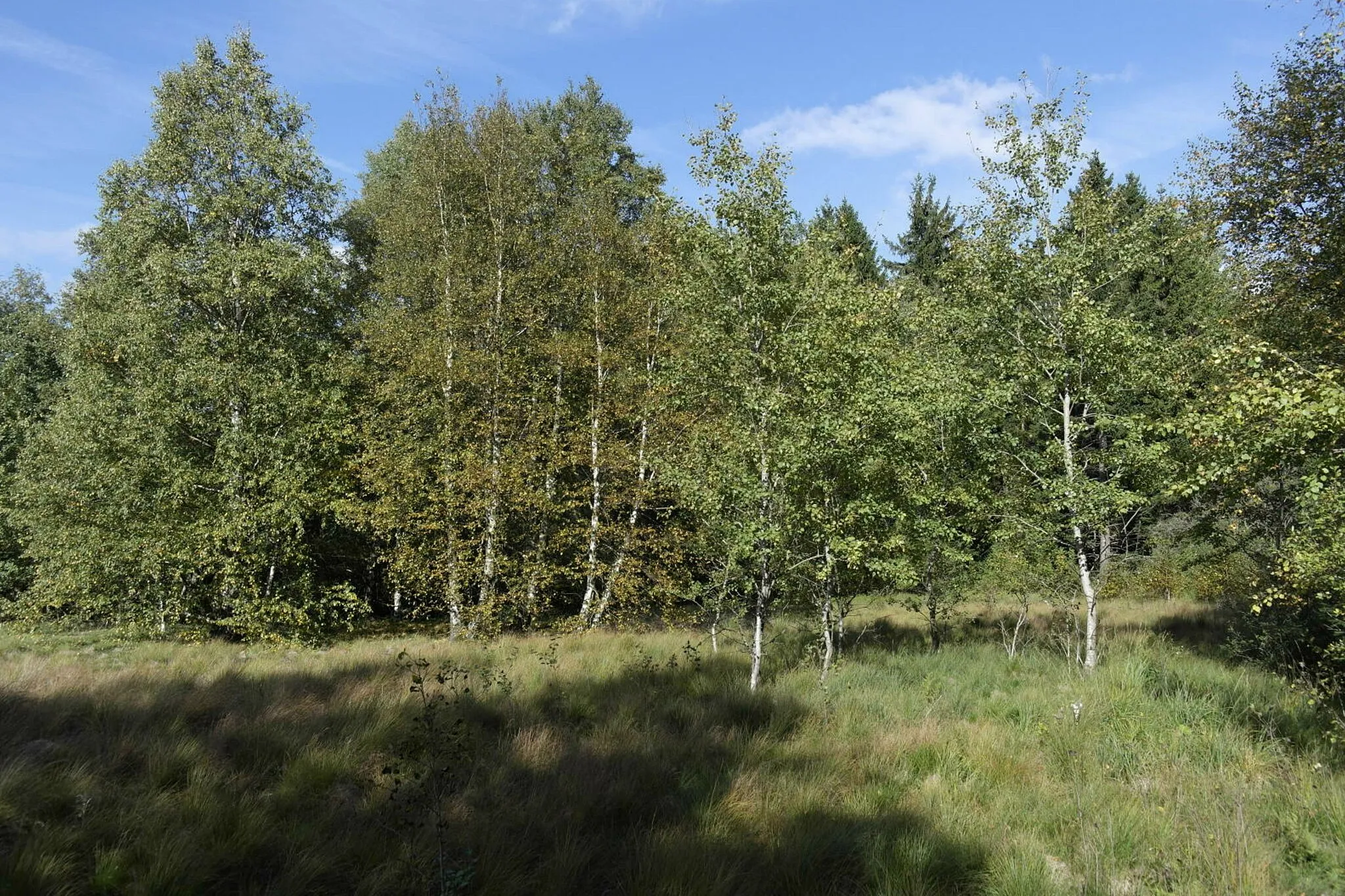 Photo showing: (NSG:BY-NSG-00152.01)_Lange Rhön. Schwarzes Moor im Biosphärenreservat Bayrische Rhön.