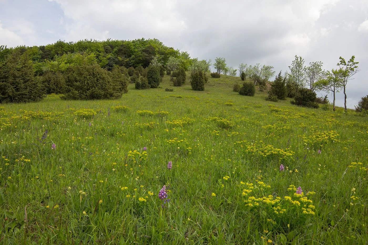 Photo showing: Naturschutzgebiet „Apfelberg“, ältestes Naturschutzgebiet im Taubertal