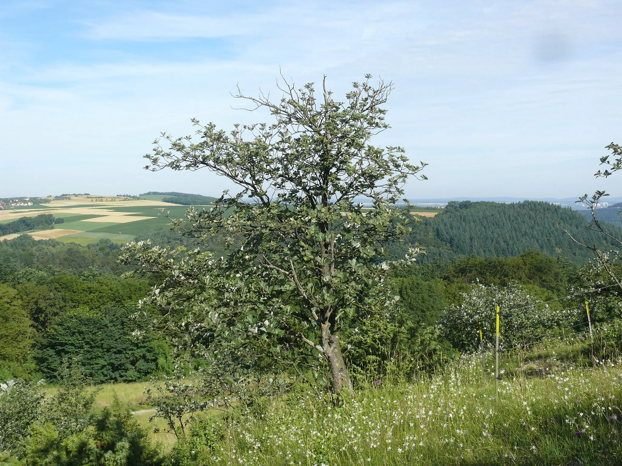Photo showing: Sorbus graeca agg., Tauberland
(Tetraploid, apomiktisch)