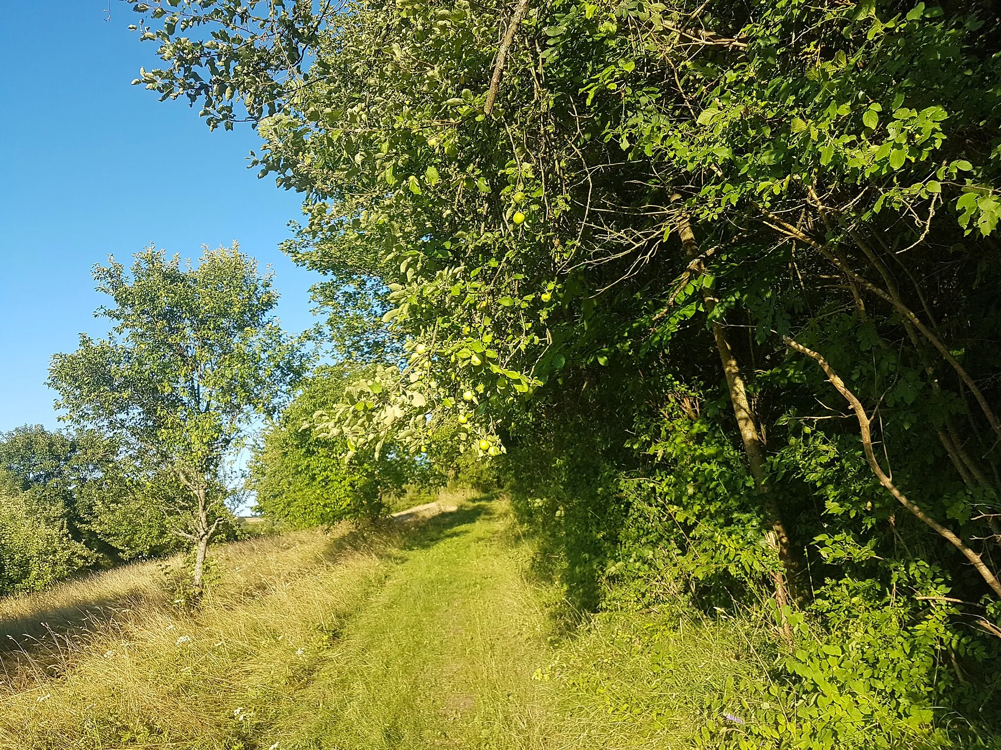 Photo showing: Feld- und Waldwege am Seilingsberg bei Grünsfeld, an der linken Hangseite des Engelseegrabens.