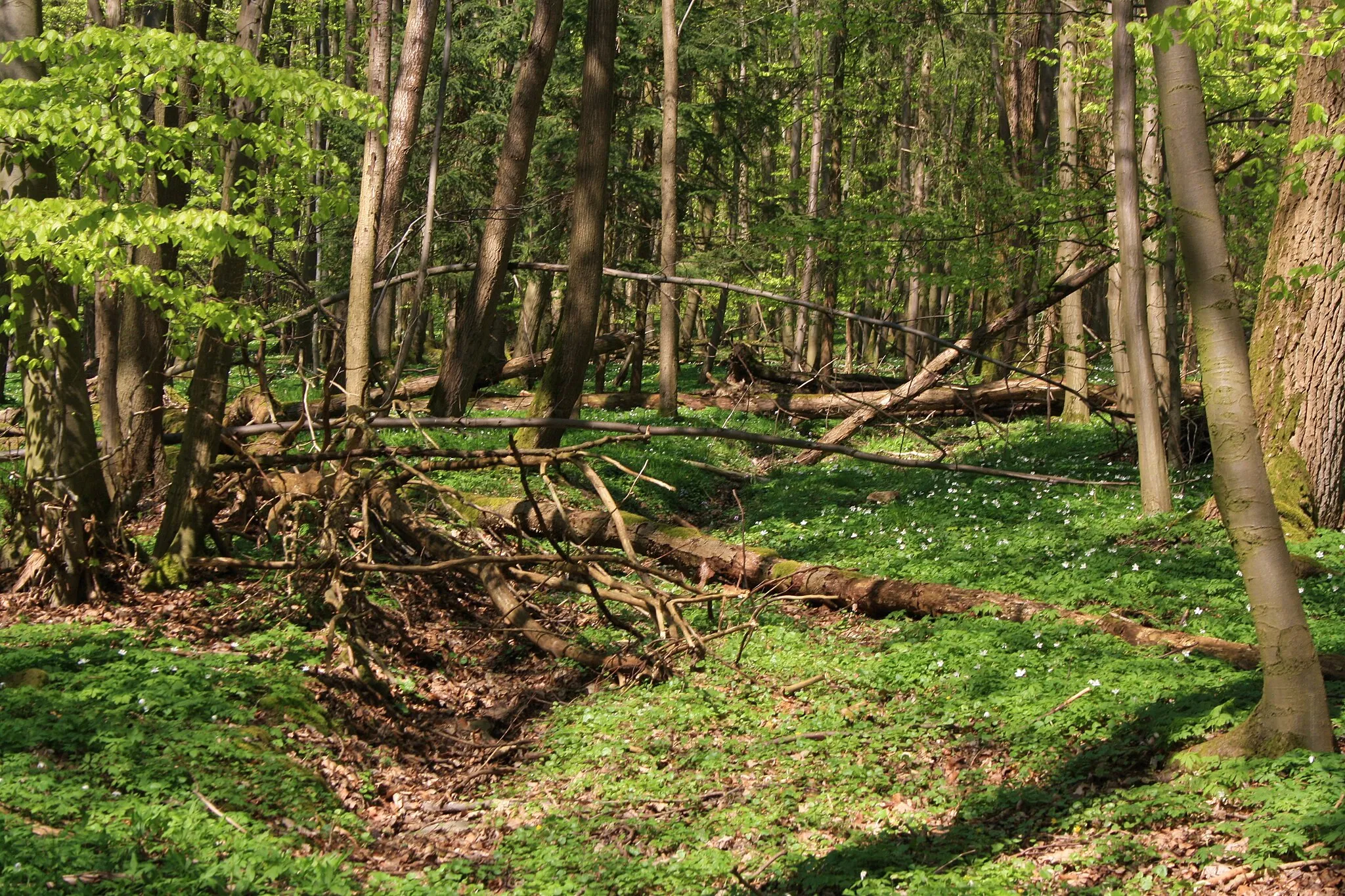 Photo showing: Naturschutzgebiet Breiter Berg bei Haselstein
