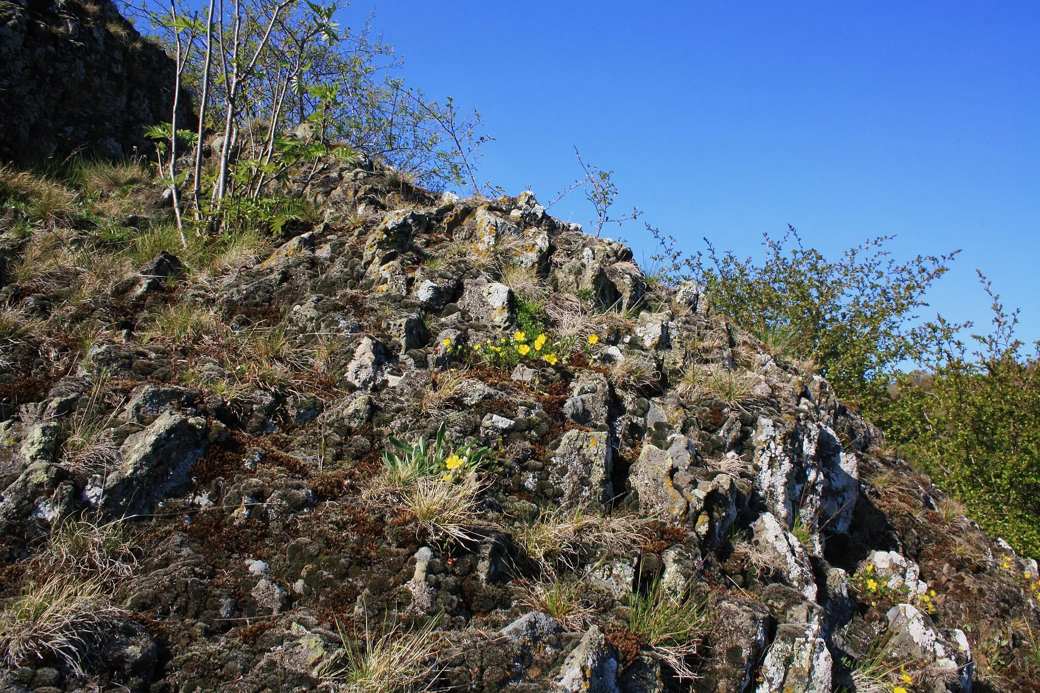 Photo showing: Impressionen vom Basaltblockmeer am Buchschirmküppel, Naturschutzgebiet „Langenstüttig und Basaltblockmeer am Buchschirmküppel bei Batten“ in Hessen