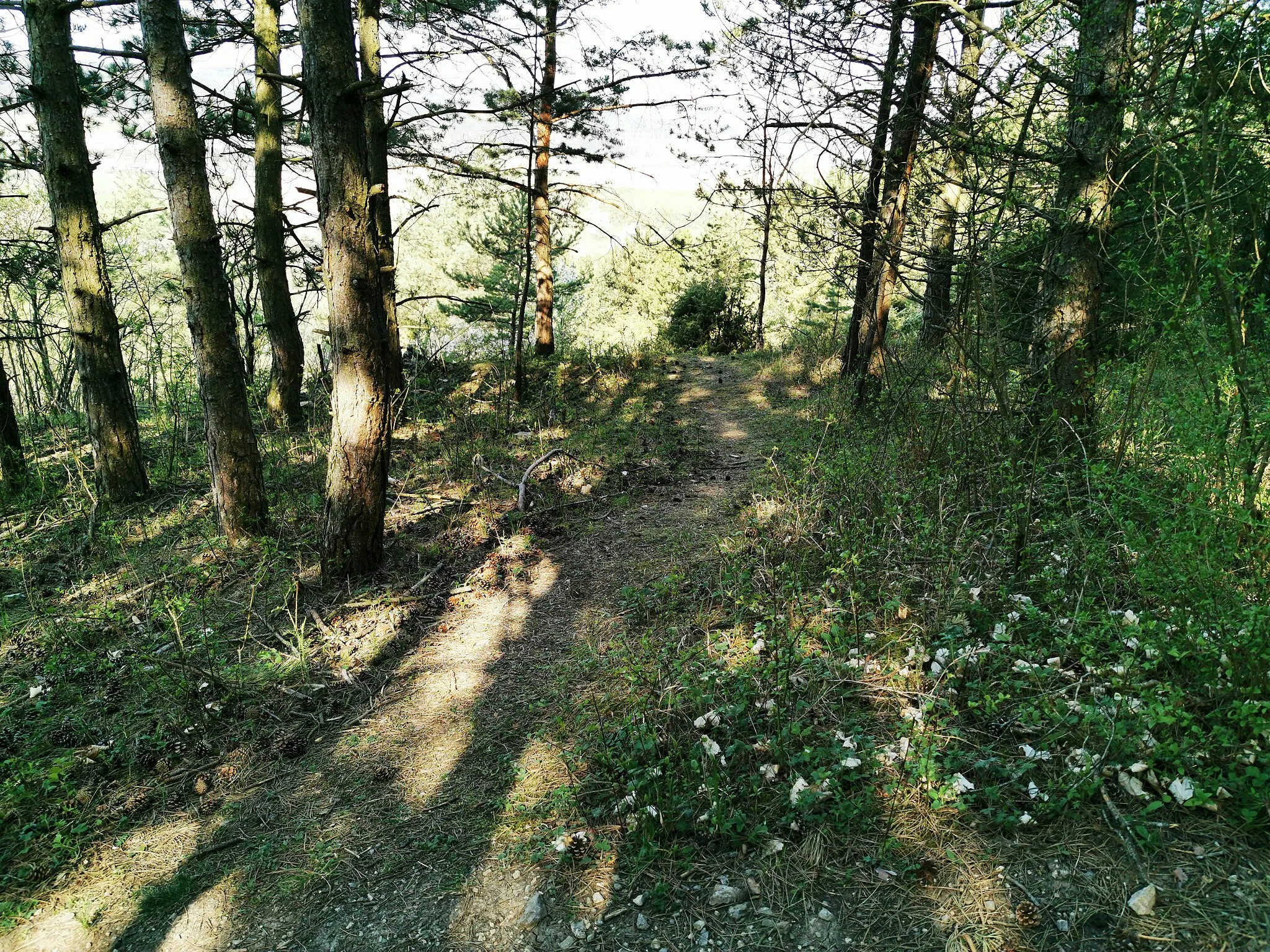 Photo showing: Wanderung zwischen dem Wohngebiet Kirschengarten, dem Hammberg und dem Fahrentalsgraben in Tauberbischofsheim, Main-Tauber-Kreis, Baden-Württemberg.