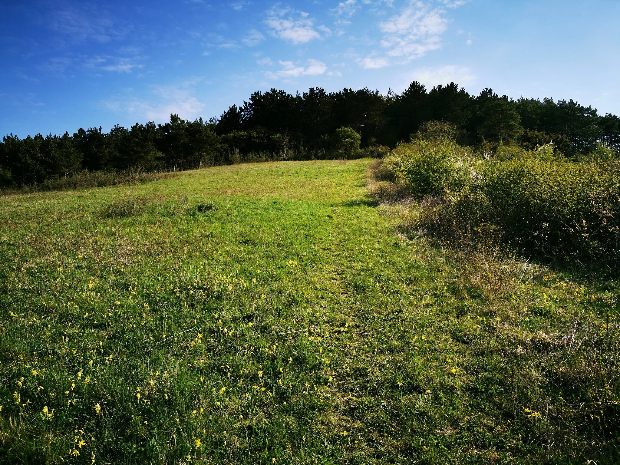 Photo showing: Wanderung zwischen dem Wohngebiet Kirschengarten, dem Hammberg und dem Fahrentalsgraben in Tauberbischofsheim, Main-Tauber-Kreis, Baden-Württemberg.