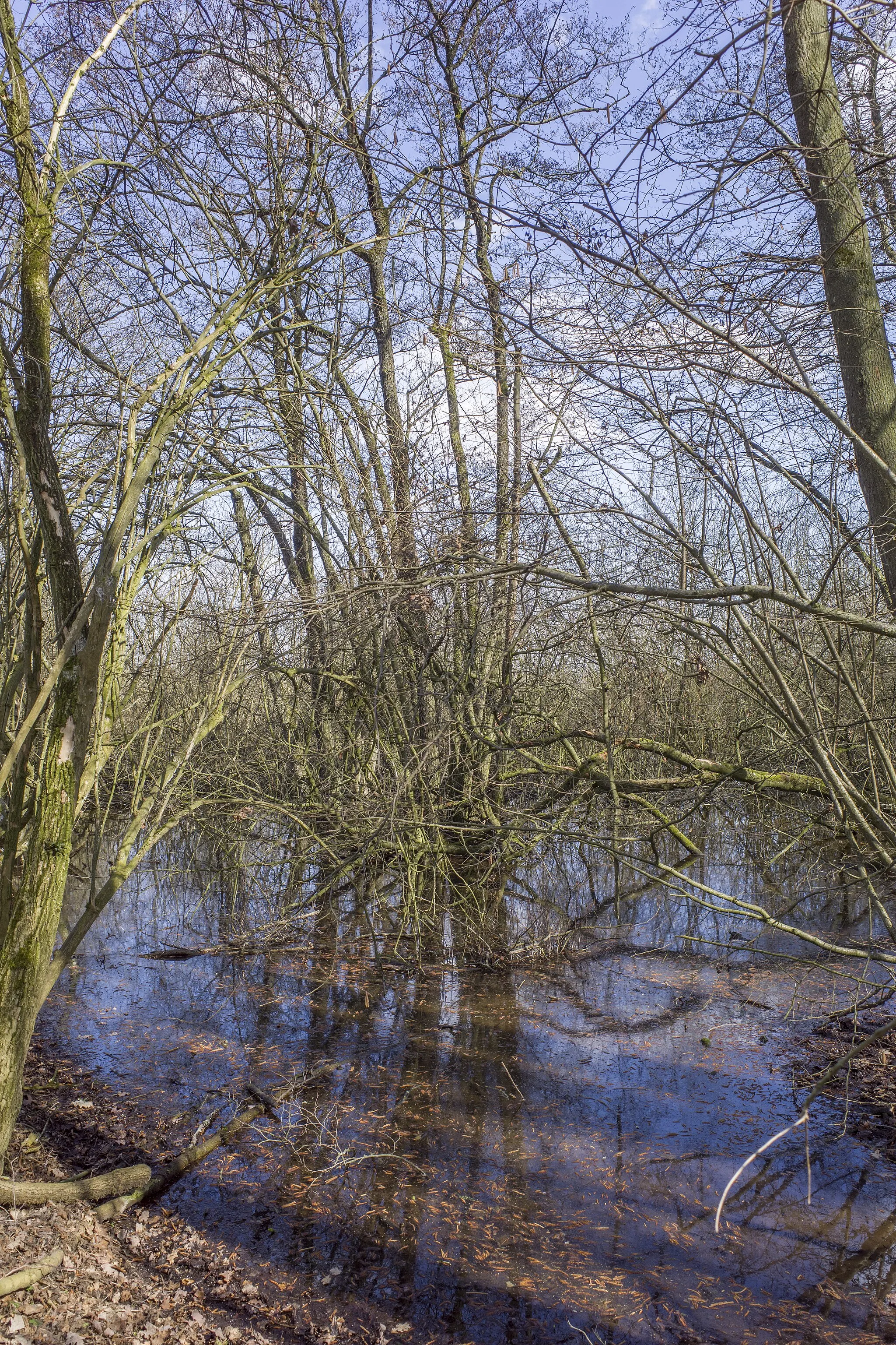 Photo showing: Naturdenkmal 2403 "Dorfweiher mit Gehölz" bei Steinsfeld, Wonfurt, Landkreis Haßberge