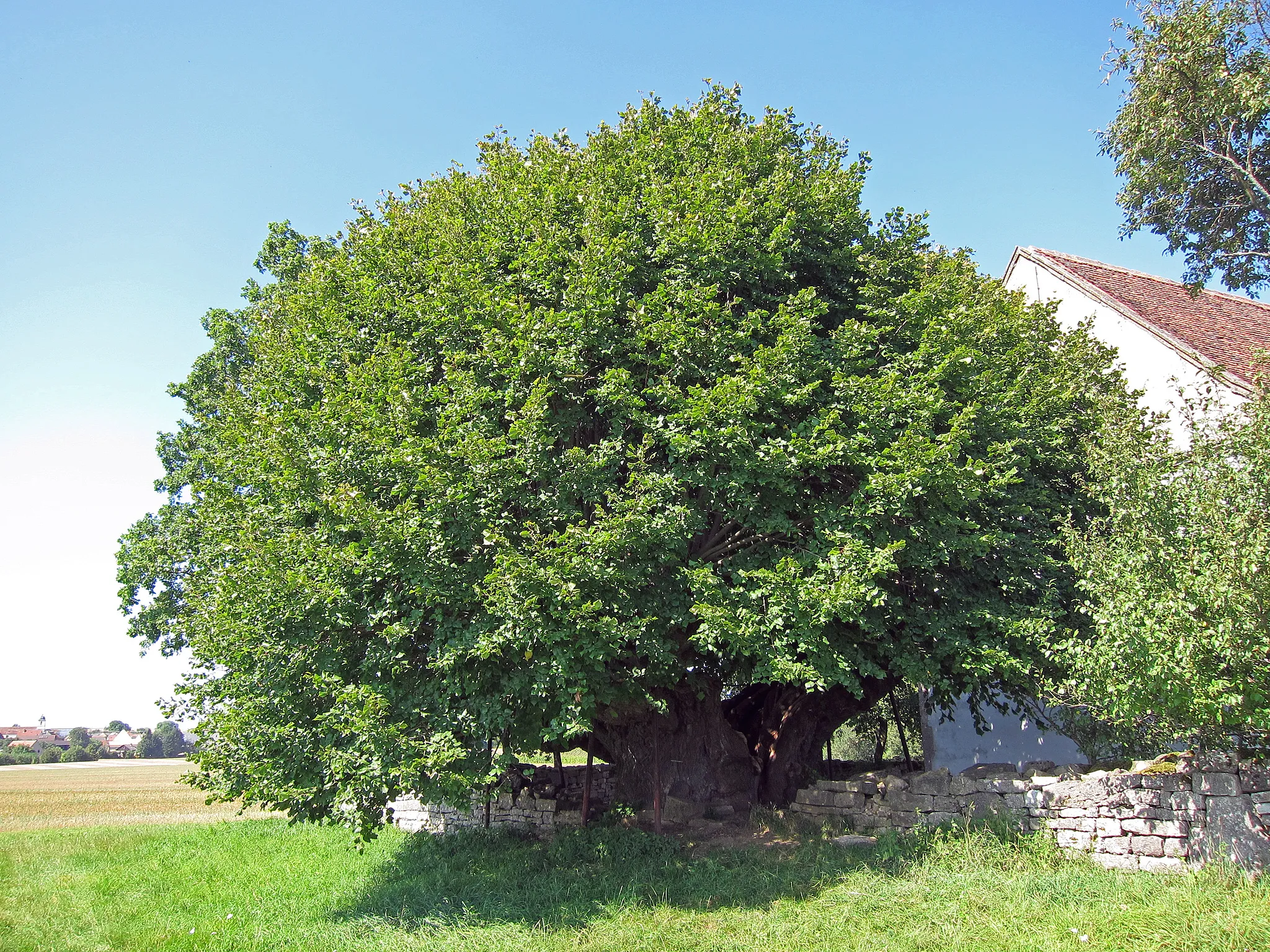 Photo showing: Kunigundenlinde Burgerroth