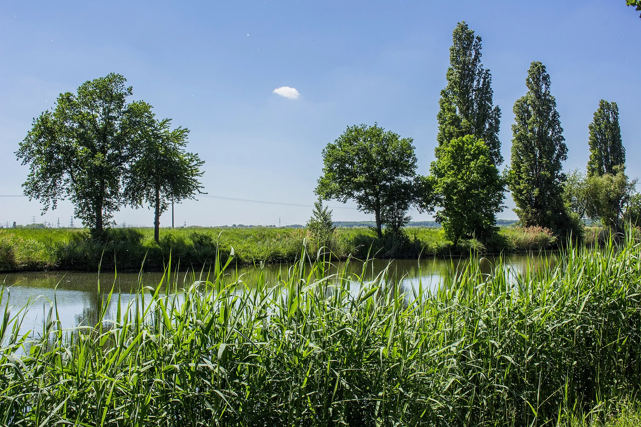 Photo showing: Naturschutzgebiet Grafenrheinfeld - Blick auf den Alten Main, Blickrichtung Kernkraftwerk Grafenrheinfeld.