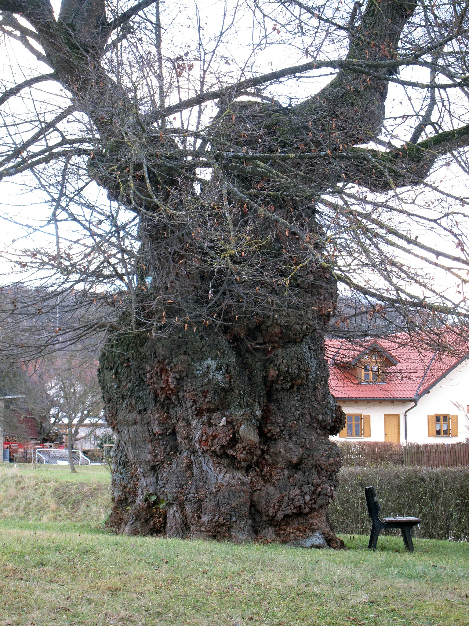 Photo showing: Linde bei Wargolshausen