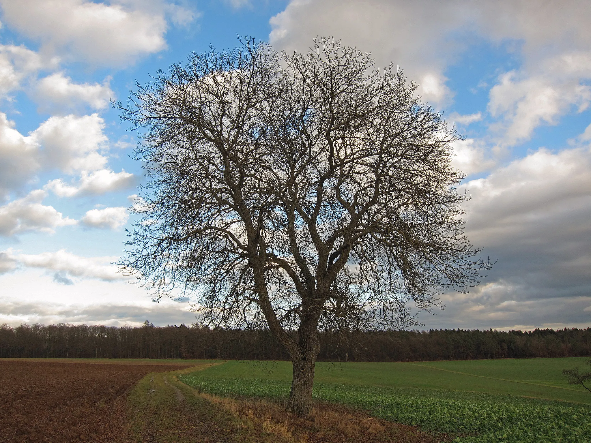 Photo showing: Nuss Wargolshausen